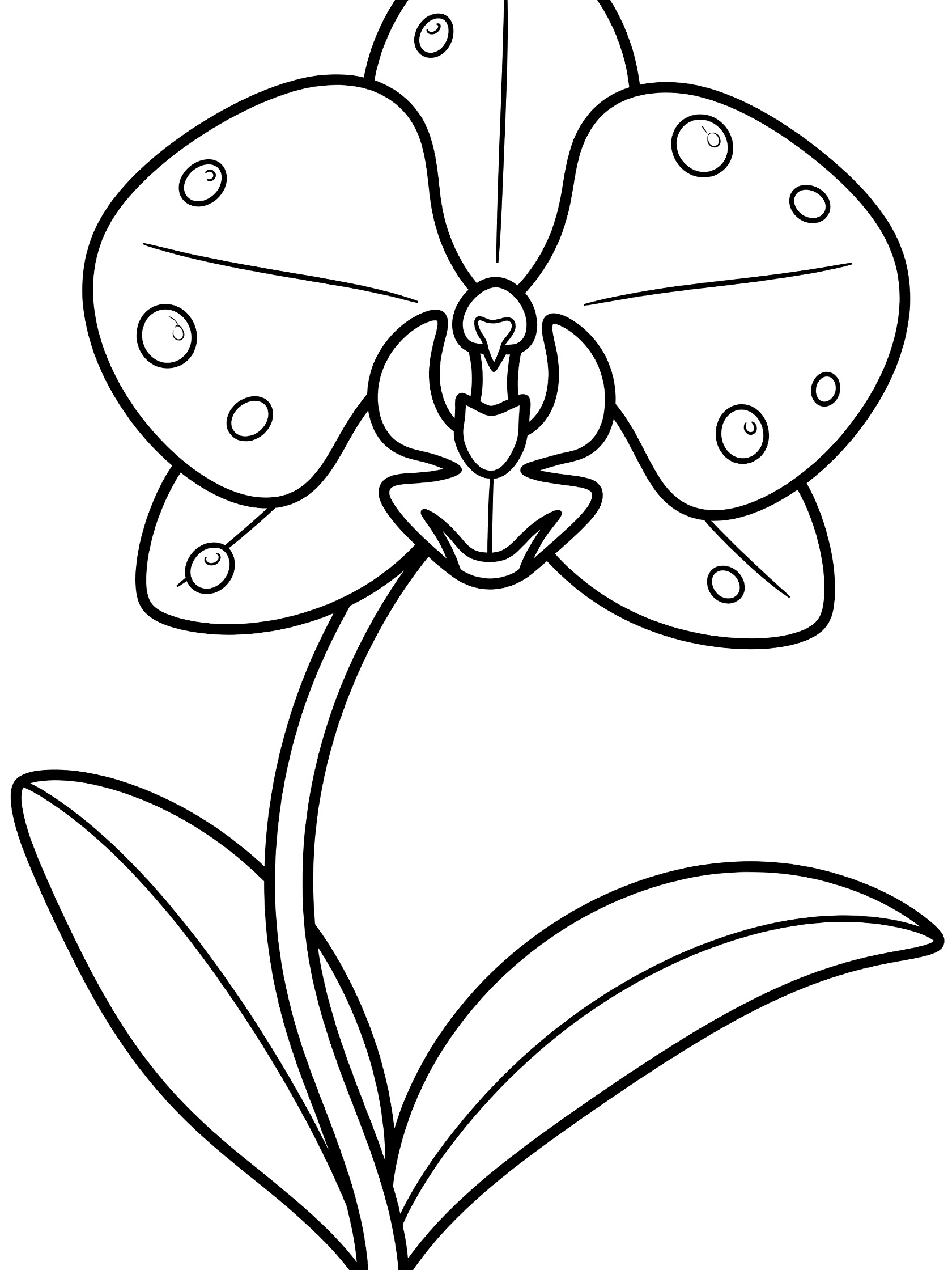Black and white line drawing of an orchid flower with round dew drops on petals and sepal, curved stem, and two leaves.