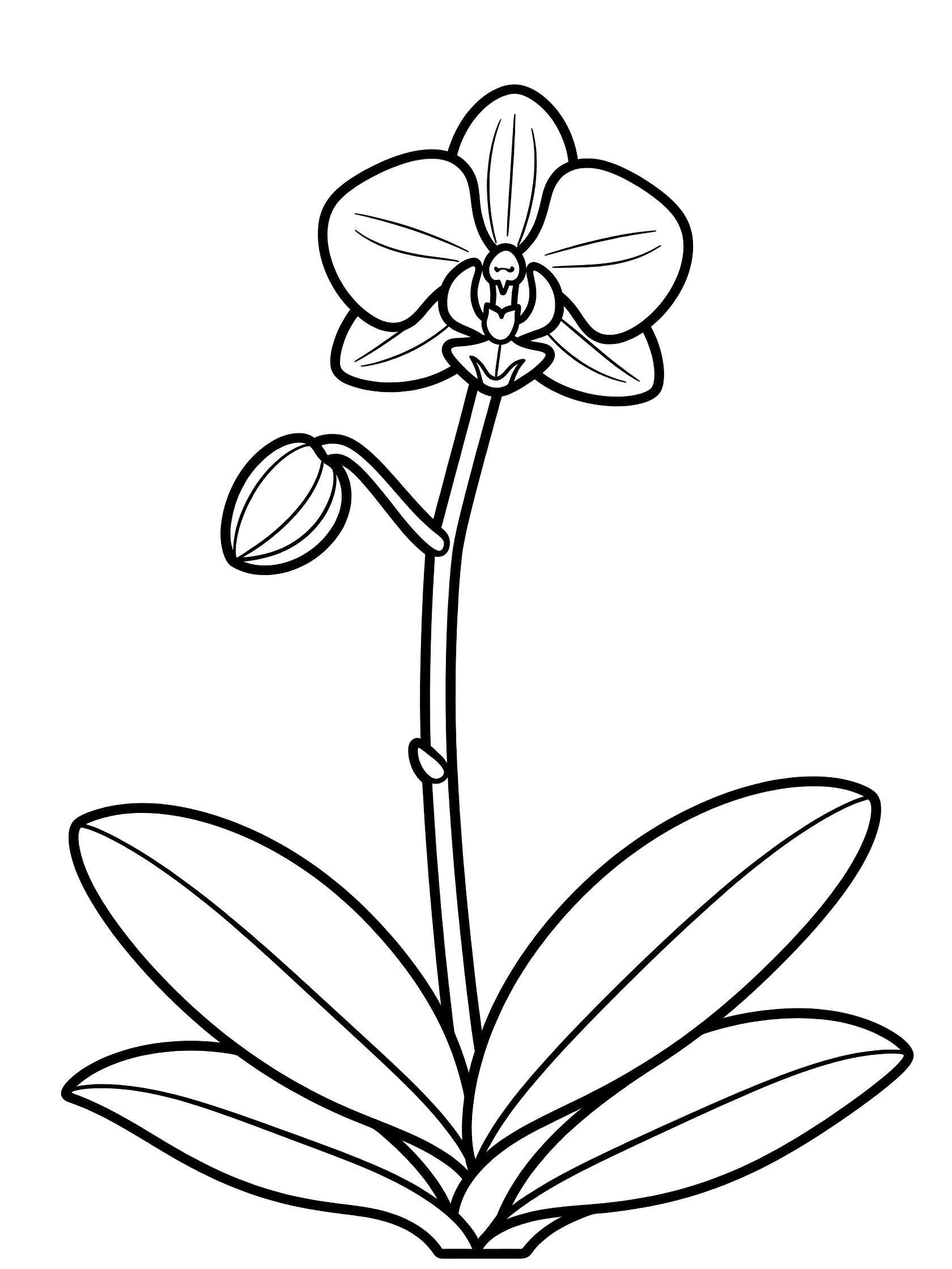 Black and white coloring page of an orchid plant with open flower, closed bud on stem, and wide leaves at the base.