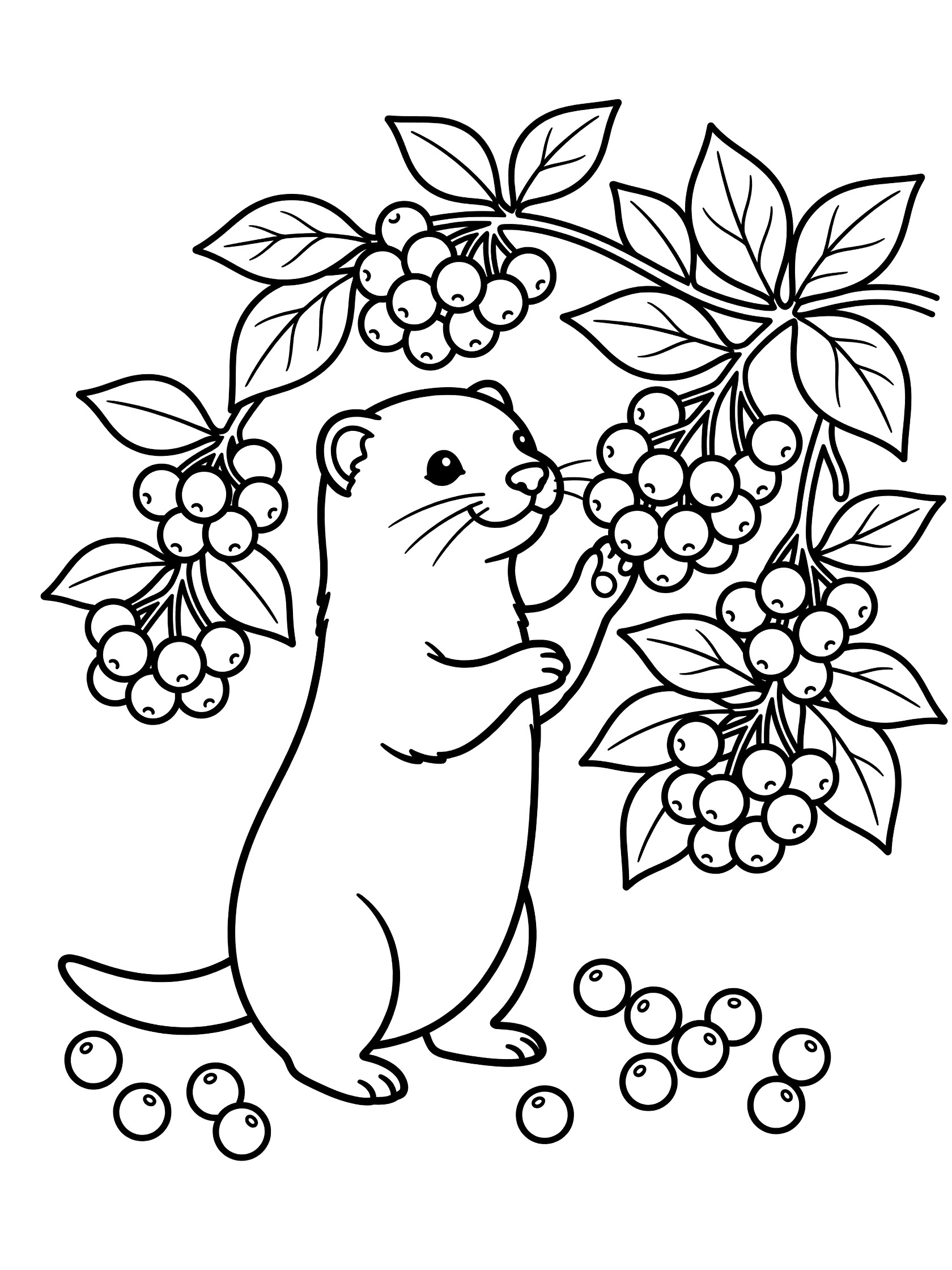 Black and white line art coloring page showing a chubby otter on hind legs reaching for berry clusters on a leafy bush with berries on the ground. Weasel themed black and white printable line art