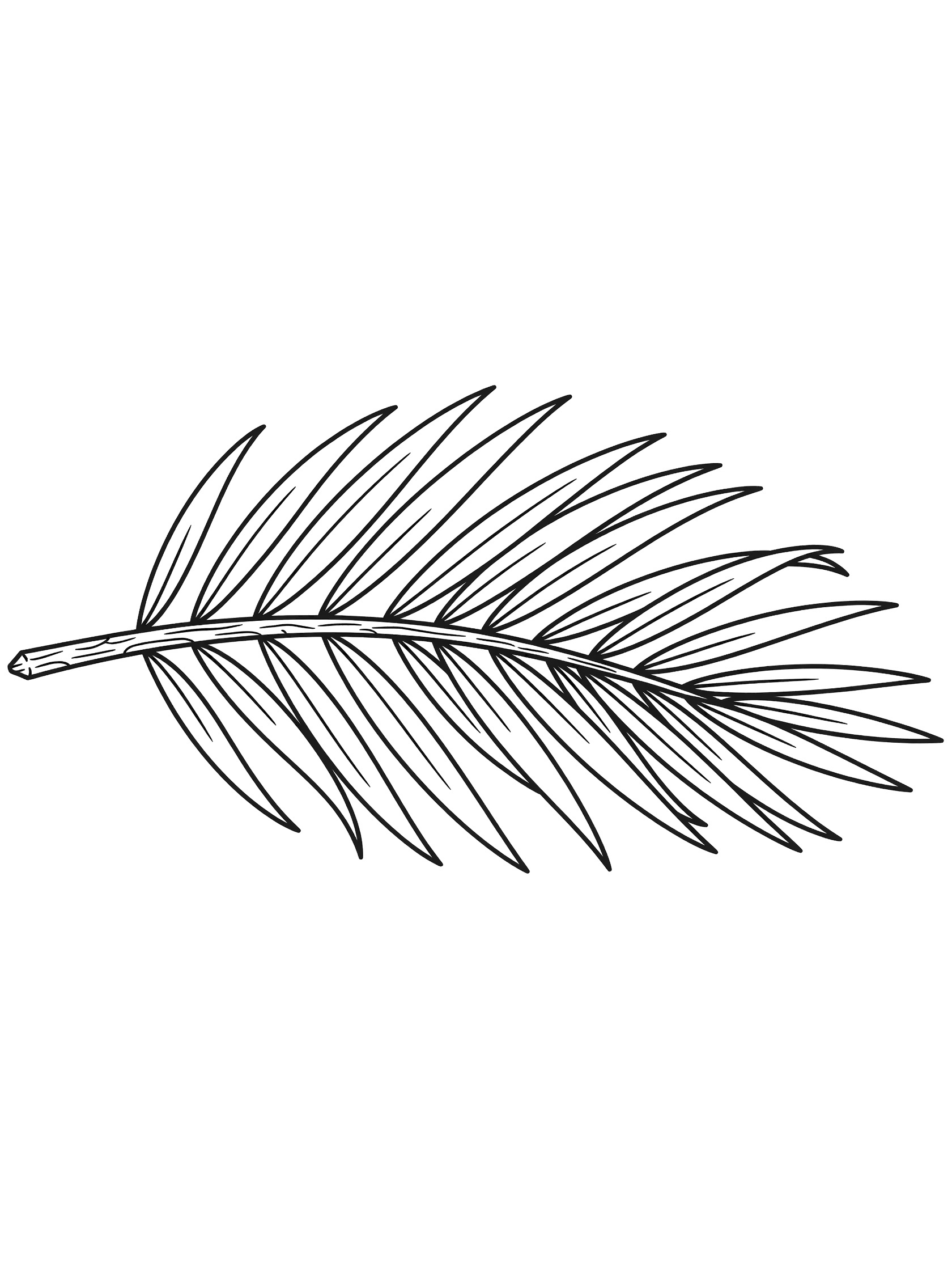 Black and white line drawing of a horizontal palm frond with long stem and many narrow leaflets extending from it, printable coloring page.