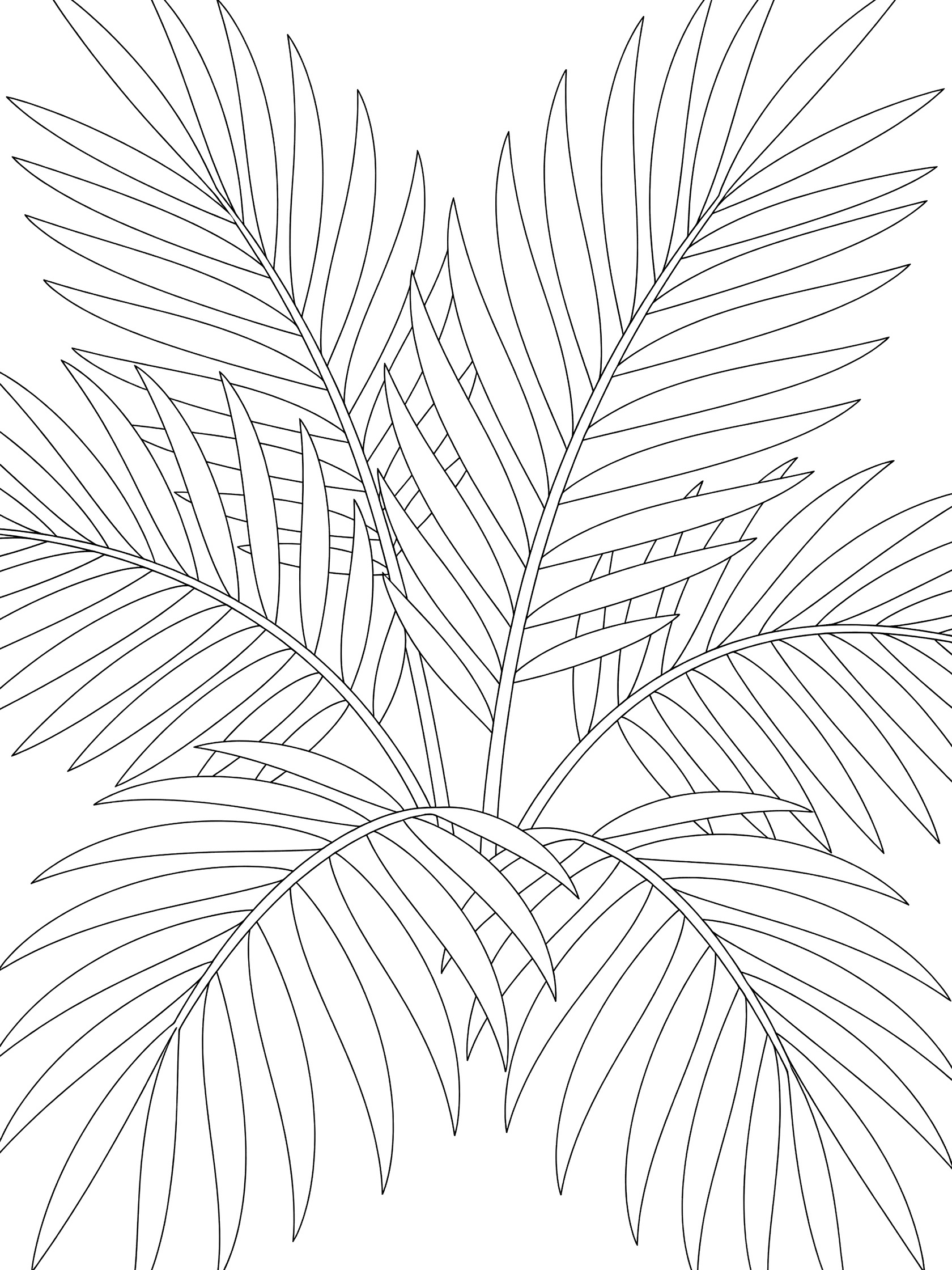 Black and white coloring page of overlapping palm fronds with curved leaves pointing upward in a tropical bunch