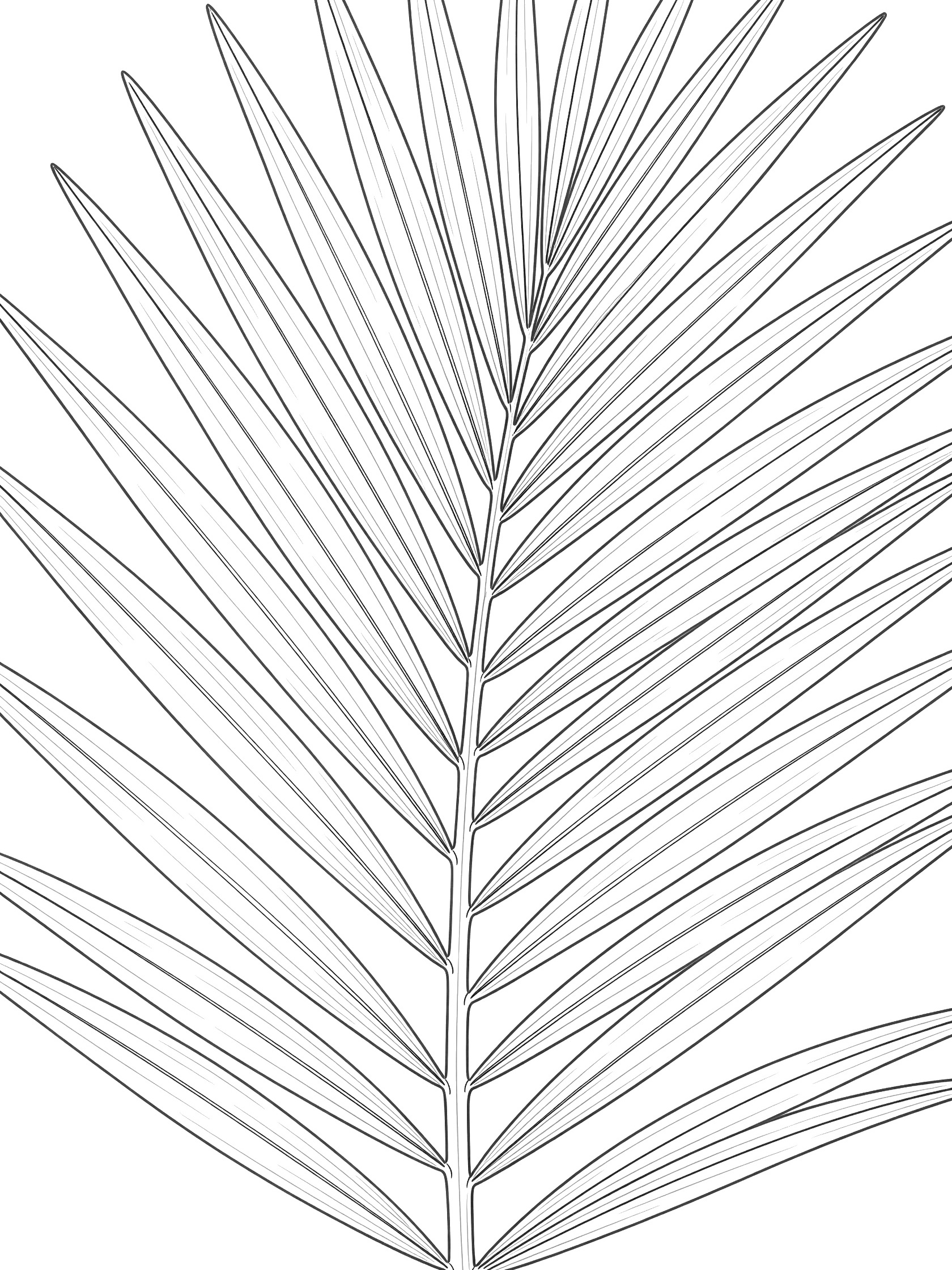Black and white line art of a palm leaf with long narrow leaflets branching from a thick central stem, detailed veins visible, on white background. Palm Frond themed black and white printable line art