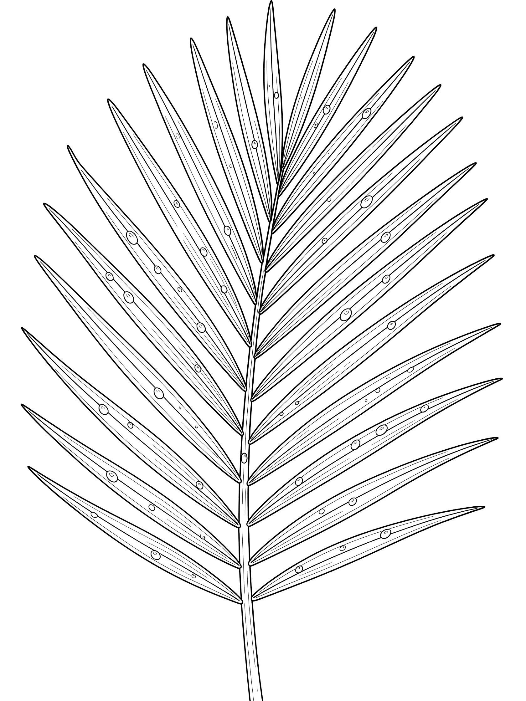 Black and white line art coloring page showing a palm leaf with many leaflets and round dew drops on the leaves and stem. Palm Frond themed black and white printable line art
