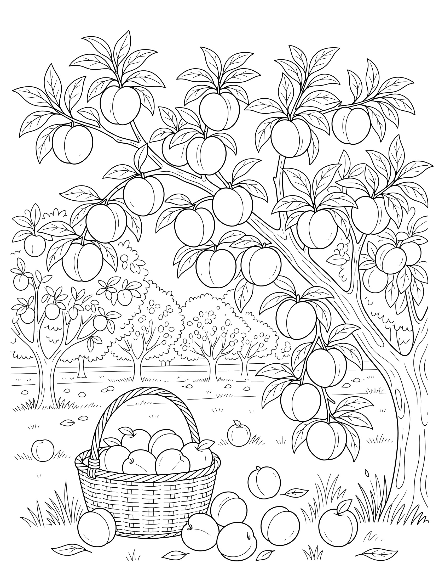 Black-and-white coloring page of a peach tree branch laden with ripe peaches, green leaves, orchard background, and basket catching fruit below.