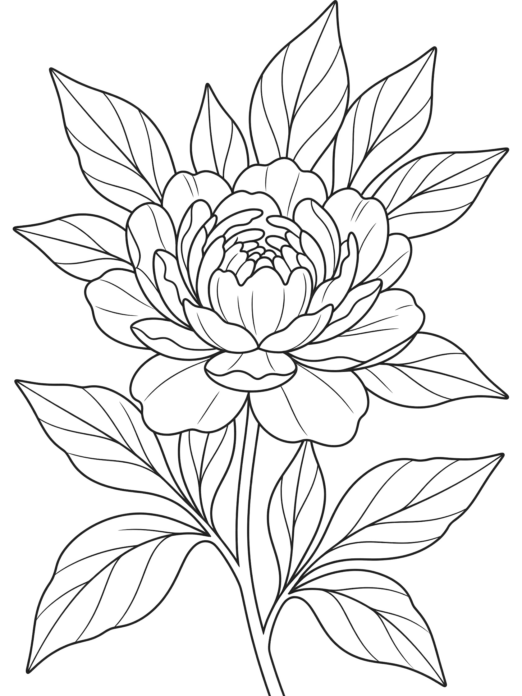 Black and white line art coloring page of a large peony flower in full bloom surrounded by wavy leaves and branching stems