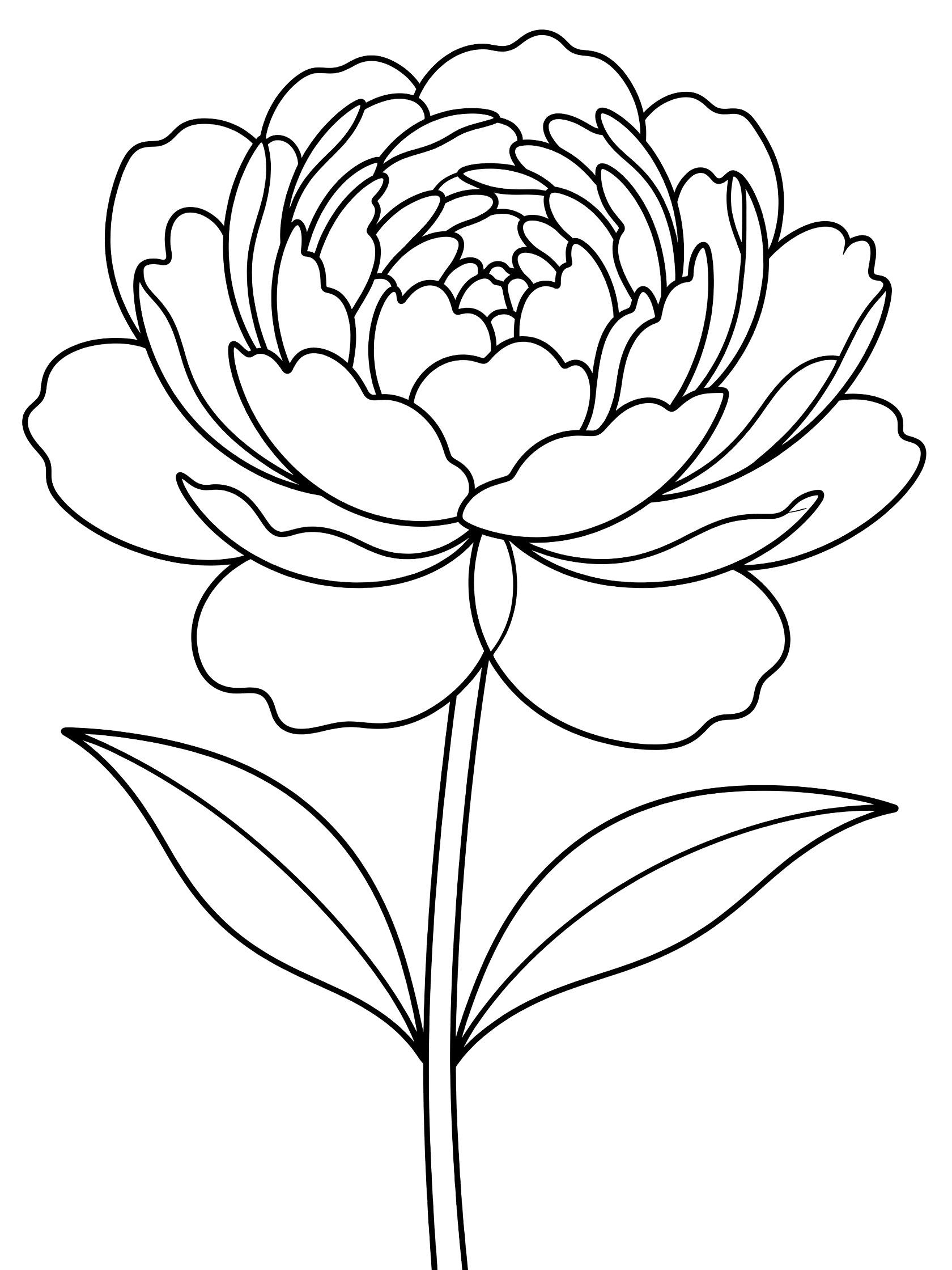 Black and white line drawing of a large peony flower in full bloom with wide layered petals, thin stem, and two broad leaves at the base.
