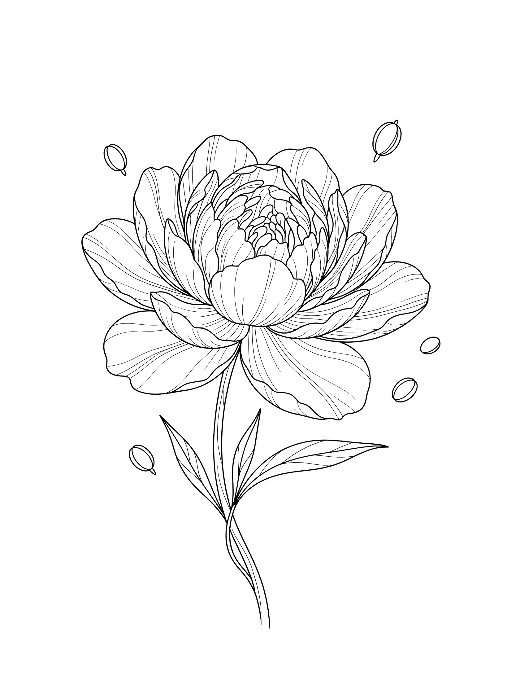 Black and white line art of a peony flower with layered petals, twisting stem, leaves, and floating seed pods on white background