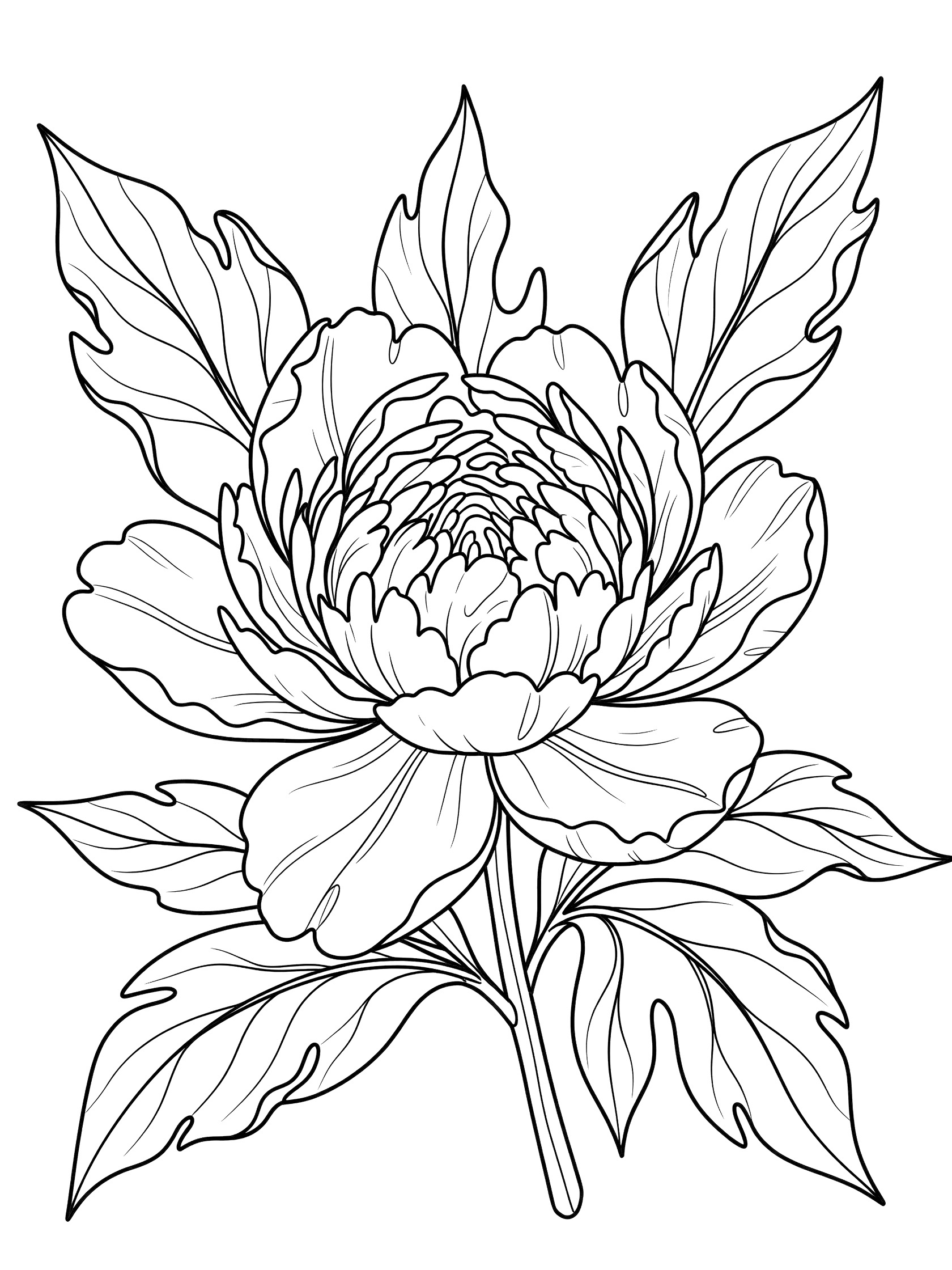 Black and white line art coloring page of a peony flower bud partially opening with layered petals and surrounding curly-edged leaves