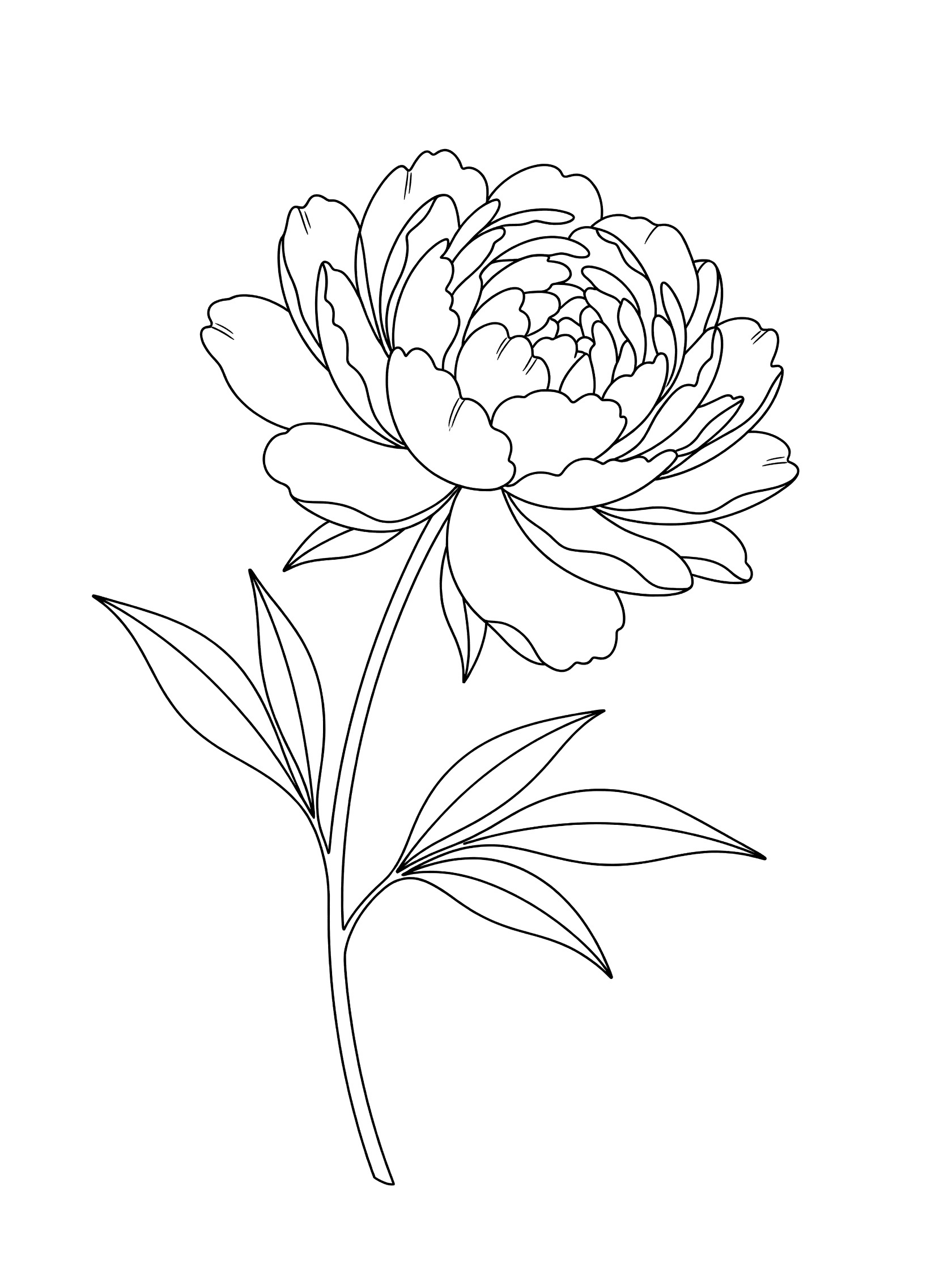 Black and white line art of a peony flower viewed from the side with cascading petals, long curving stem, and paired leaves on a white background.