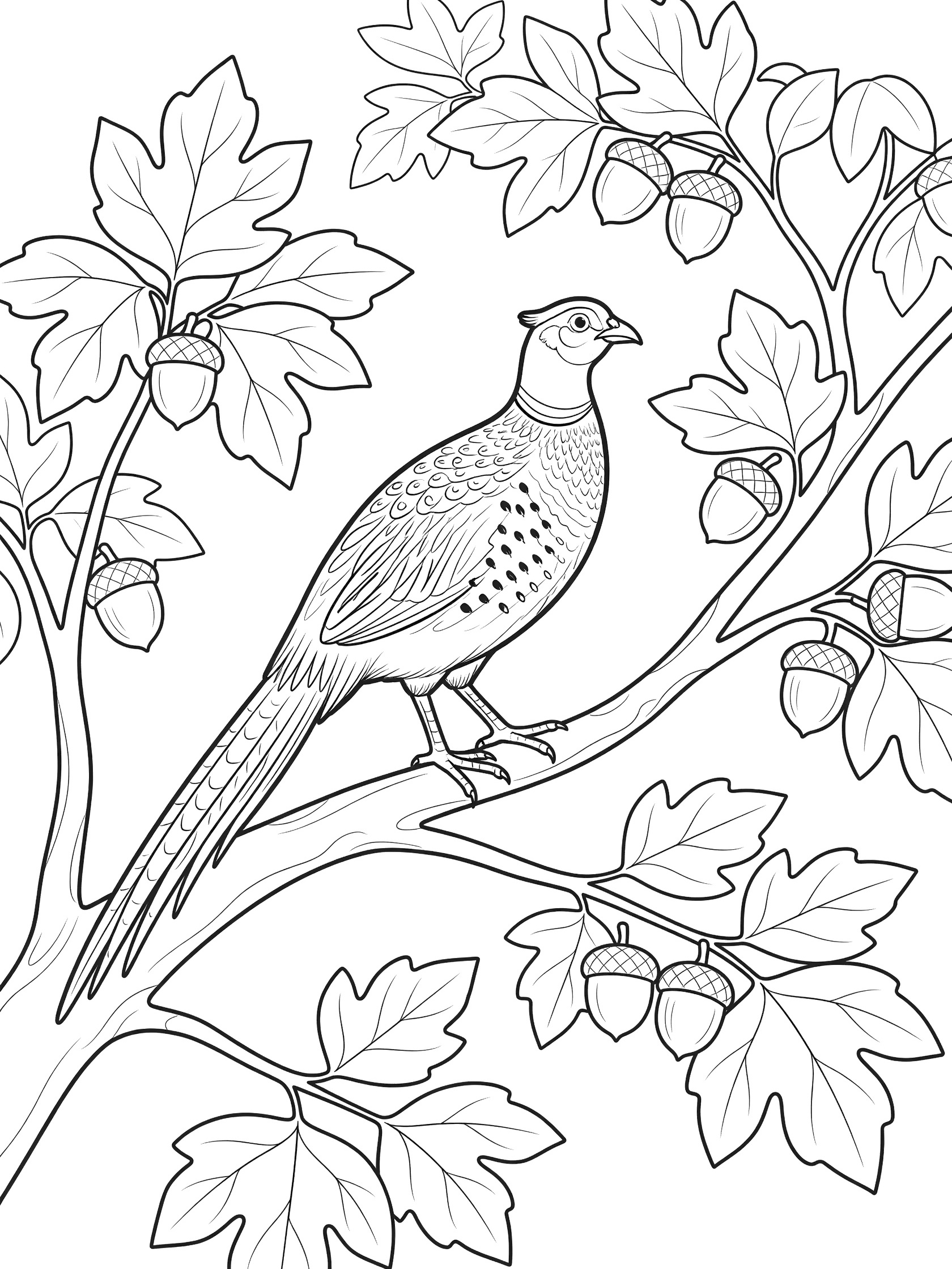 Black and white line art coloring page showing a pheasant bird sitting on a tree branch surrounded by maple leaves and acorns.