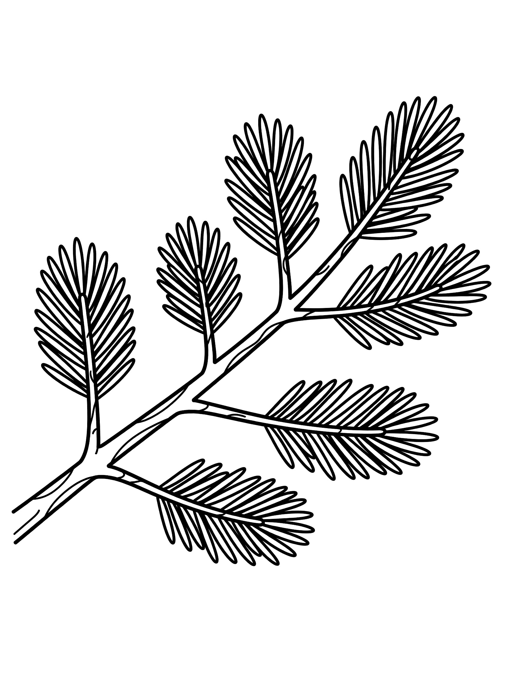 Black and white line art of a pine tree branch with clusters of needles on a twig, coloring book style. Pine Needle themed black and white printable line art