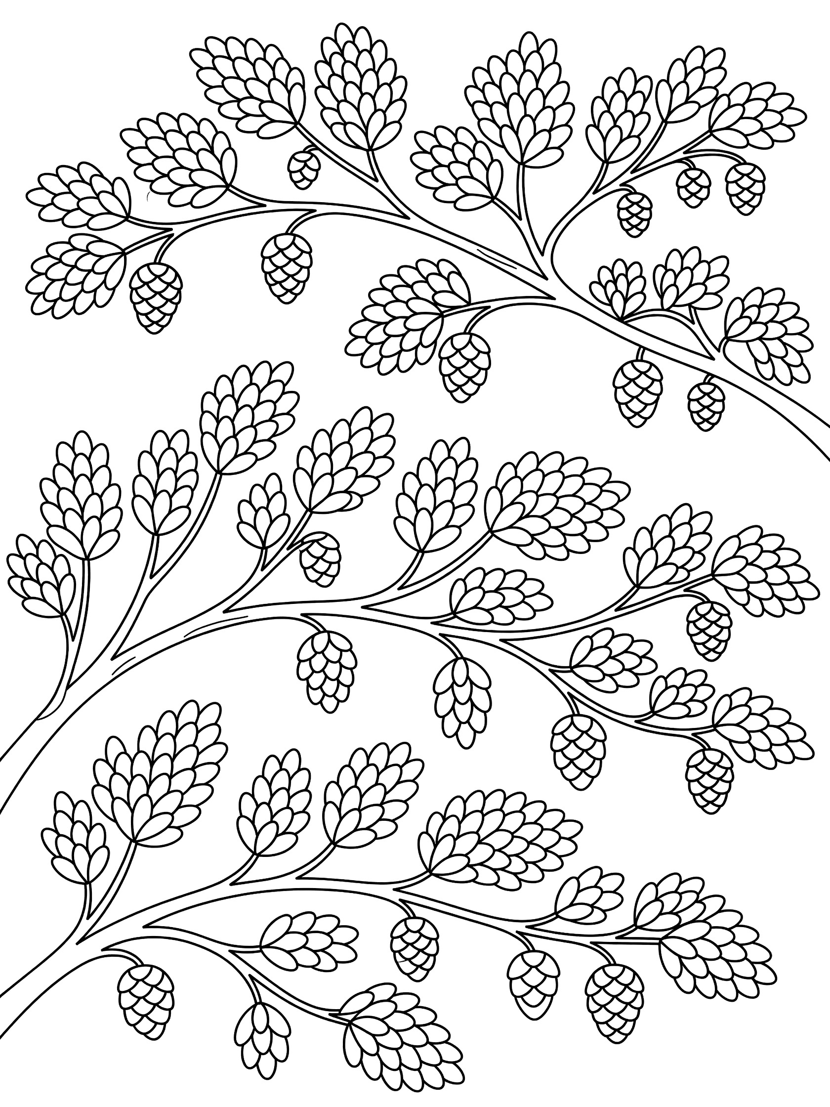 Black and white line drawing of curving pine branches covered in needle clusters and small hanging cones, coloring book style. Cypress Tree themed black and white printable line art