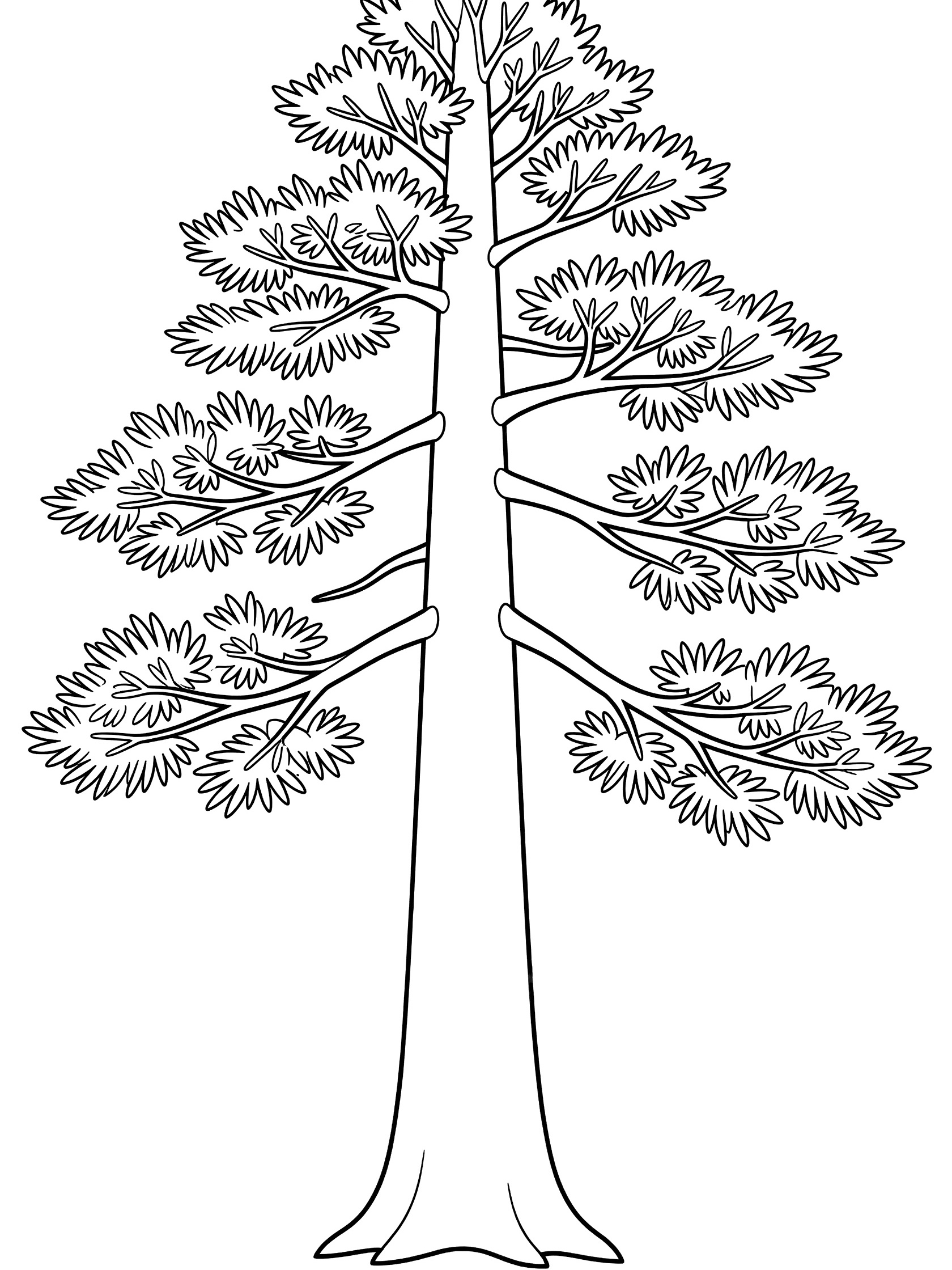 Black and white line art coloring page of a single tall pine tree with thick straight trunk, symmetrical branches, and bushy needle clusters. Fir Tree themed black and white printable line art