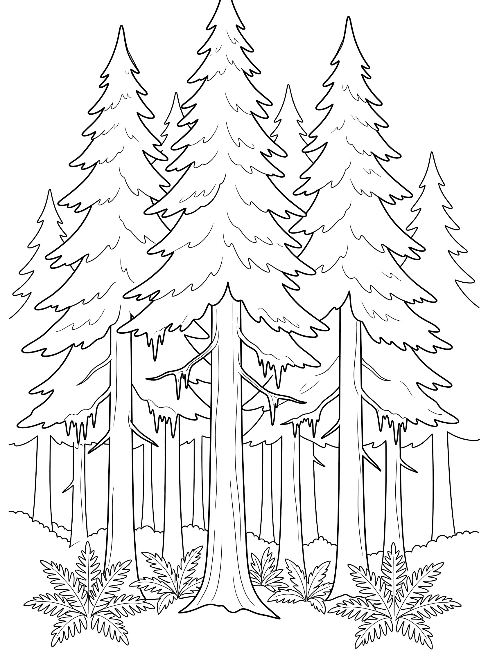 Black and white coloring page of tall pine trees in a forest with moss on branches and ferns on the ground. Pacific North West Forests themed black and white printable line art