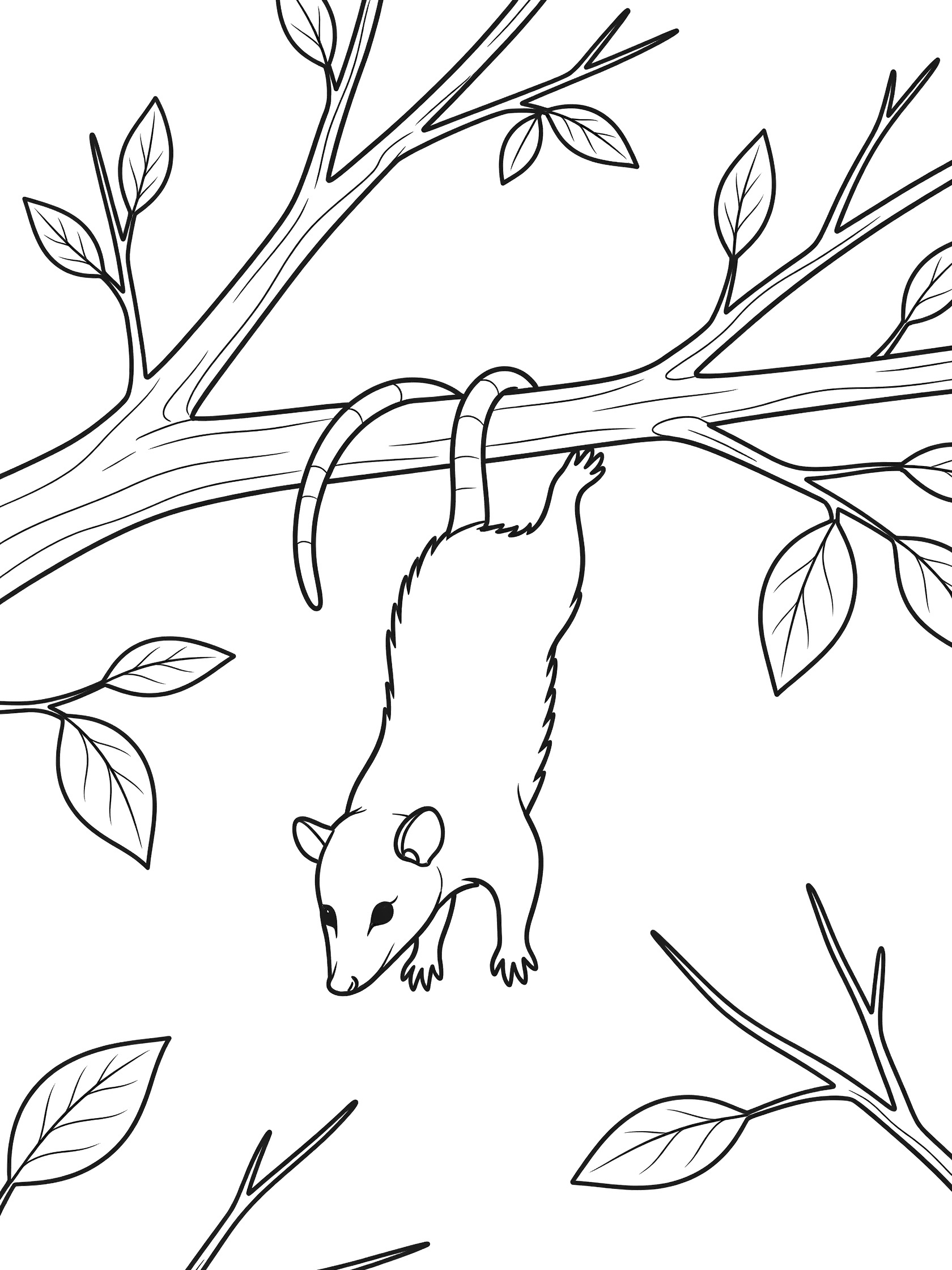 Black and white line art coloring page showing a possum hanging upside down from a tree branch by its tail, surrounded by leaves and twigs. Opossum themed black and white printable line art