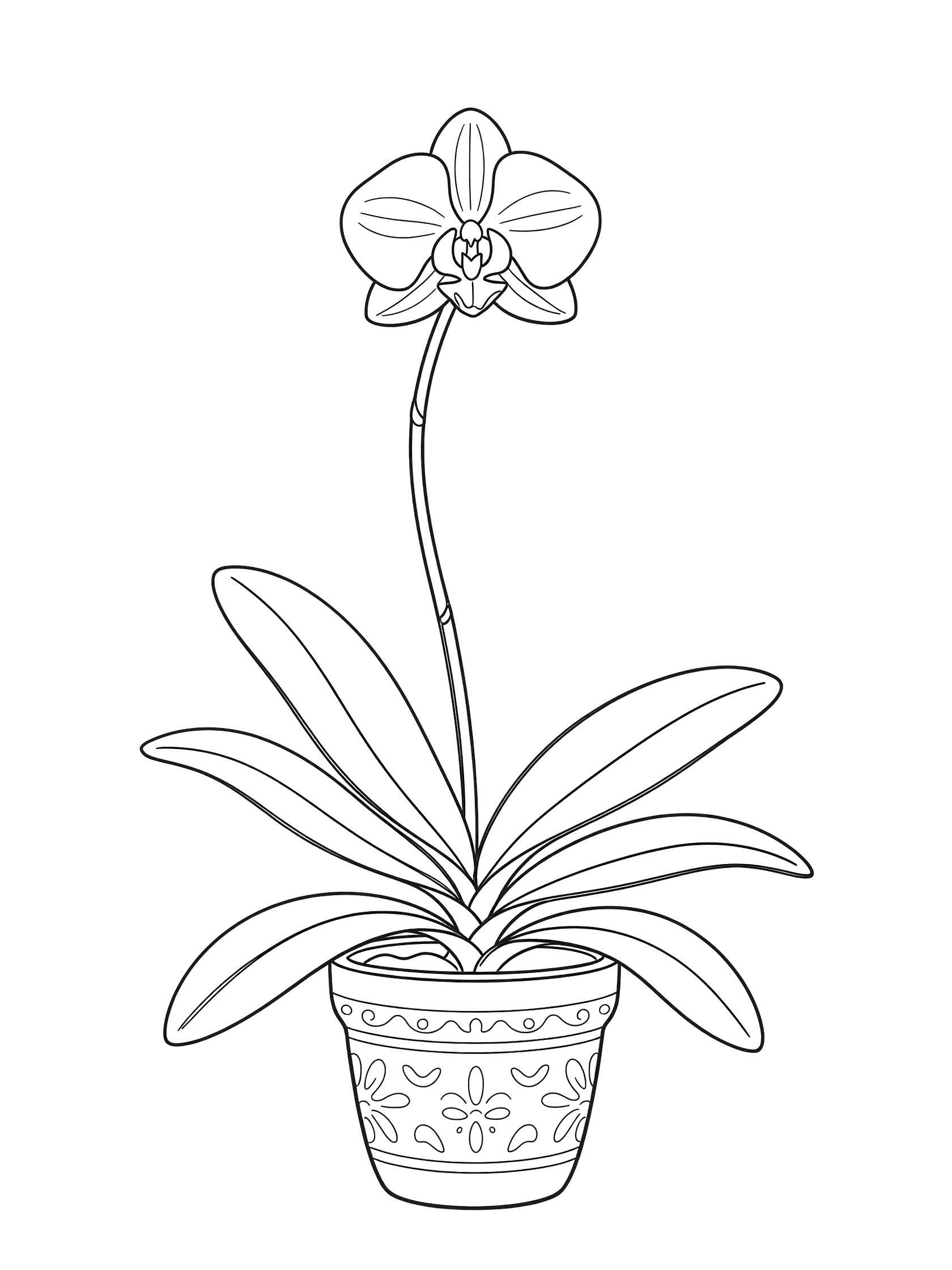 Black and white line drawing of an orchid plant in a decorative pot with a single bloom, long stem, and arching leaves.