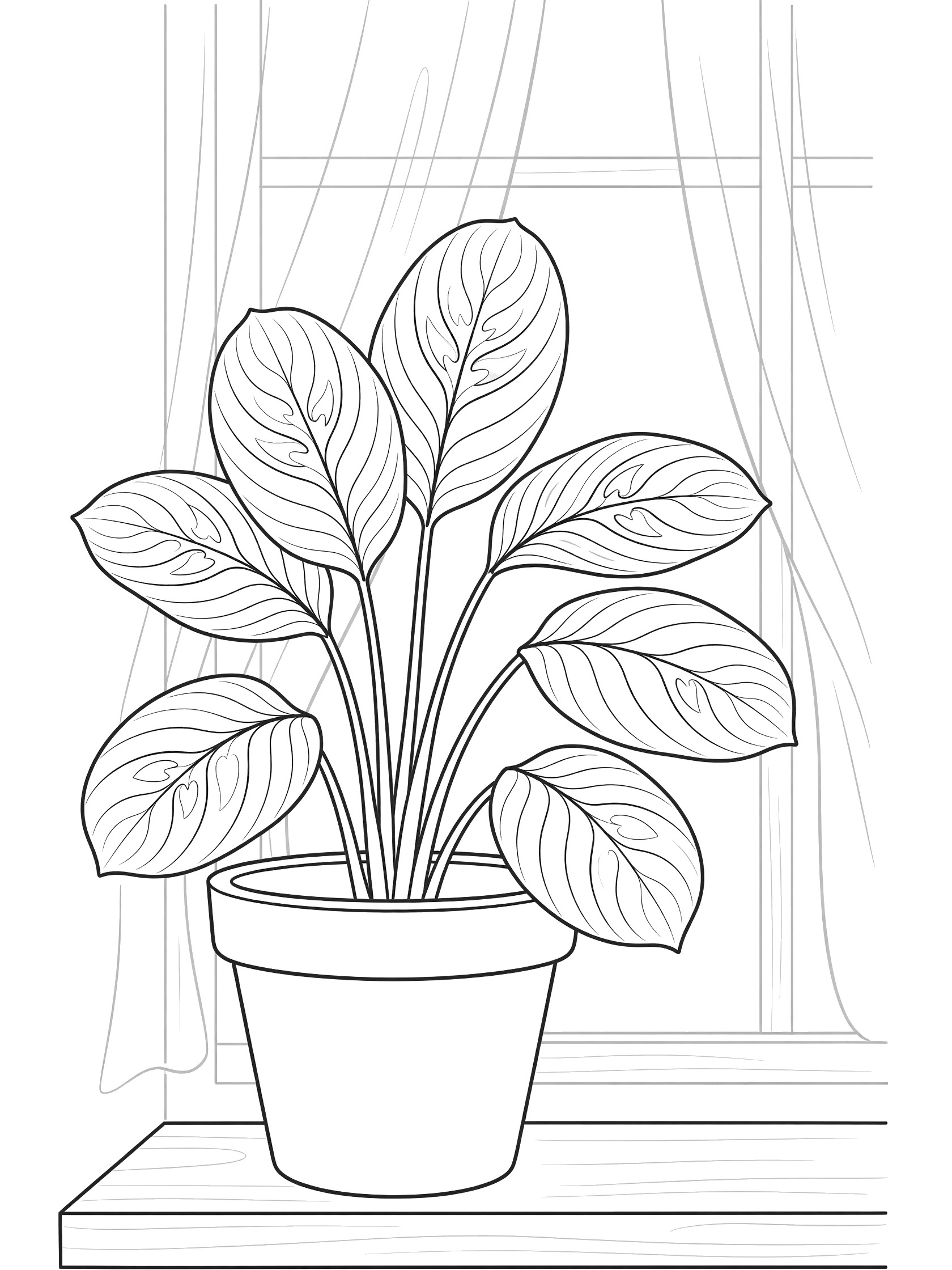 Black and white coloring page of prayer plant with broad oval leaves folded up, in a simple pot on wooden windowsill near sheer curtains and window.
