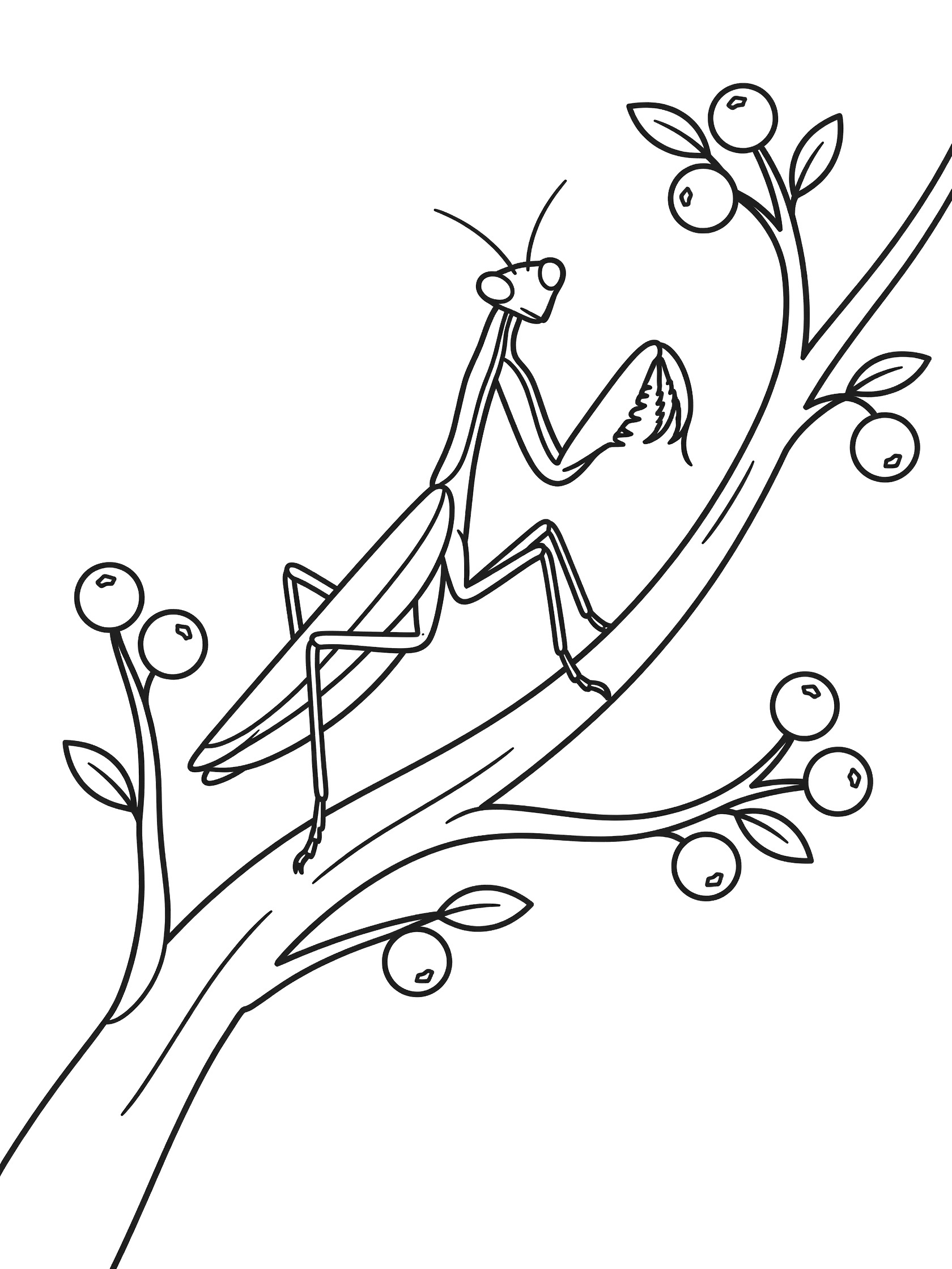 Black and white coloring page of a praying mantis on a curved branch with berries and leaves