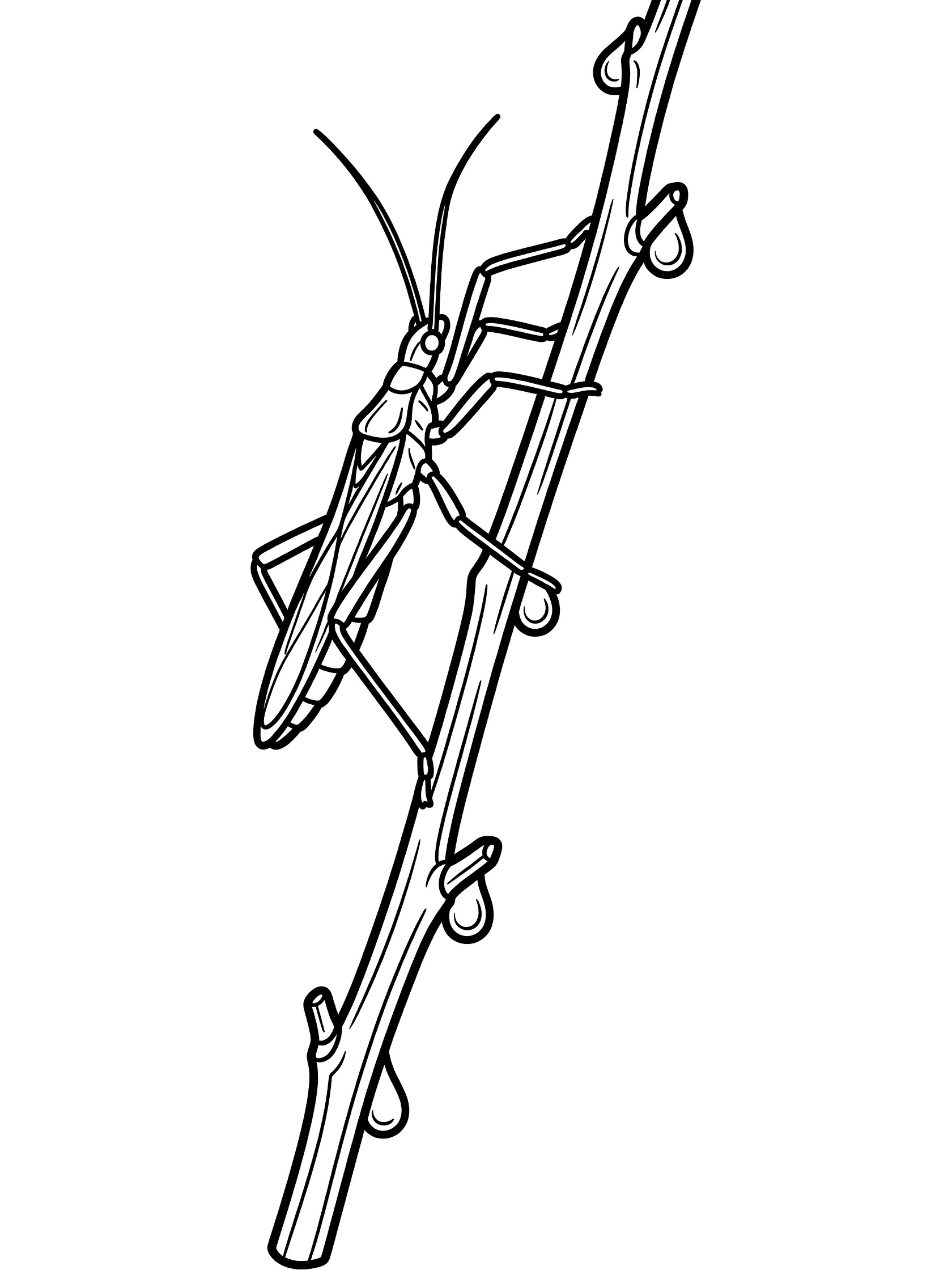 Black and white line art coloring page showing a praying mantis on a thin twig with dew drops hanging from it. Stick Bug themed black and white printable line art