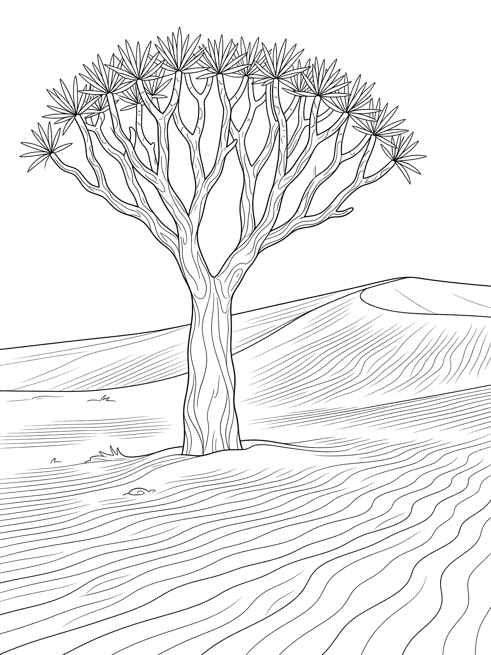 Printable coloring page showing a quiver tree with bulbous trunk, twisted swaying branches, and sparse leaves on a rippled Kalahari Desert dune.