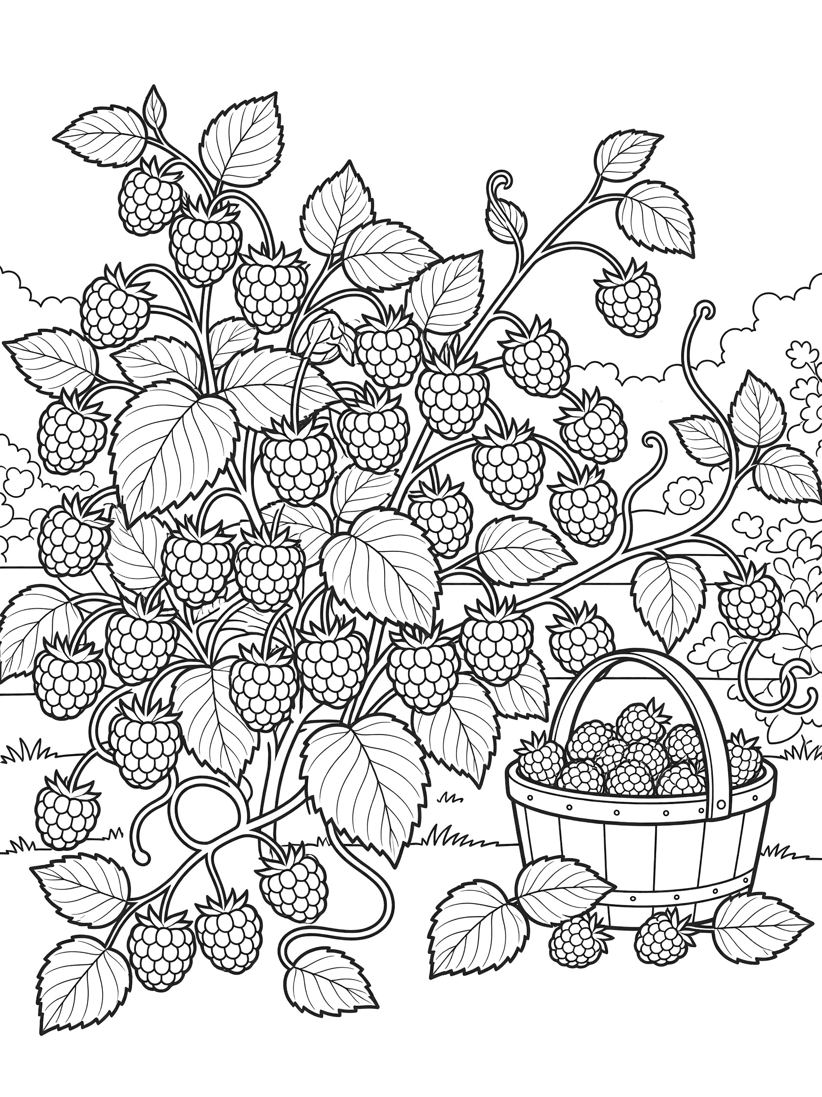Black and white coloring page of a raspberry bush with clustered ripe raspberries, twisting vines and leaves, and a wooden basket with picked berries.