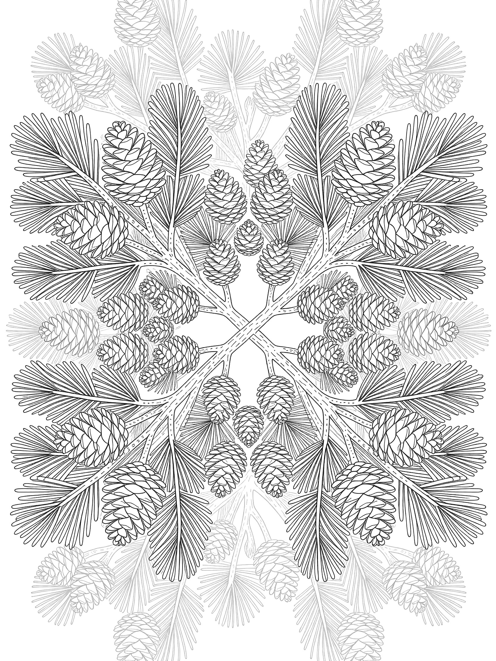 Detailed line art coloring page showing clusters of redwood tree cones and flat needles on branches, arranged symmetrically around a center twig.