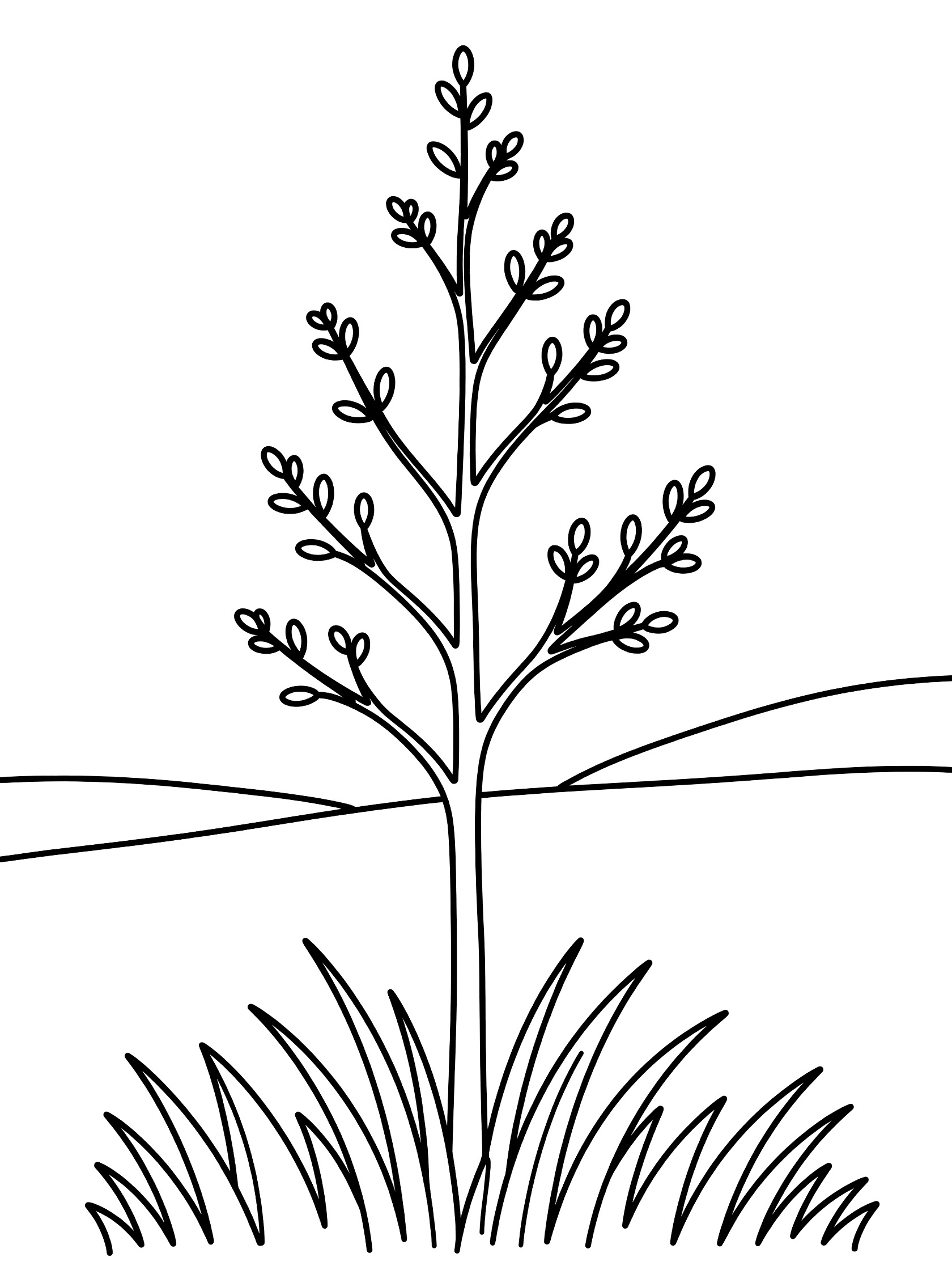 Black and white line art coloring page showing a straight young tree with small branches and leaf clusters on top, standing in simple grass with ground lines. Cypress Tree themed black and white printable line art