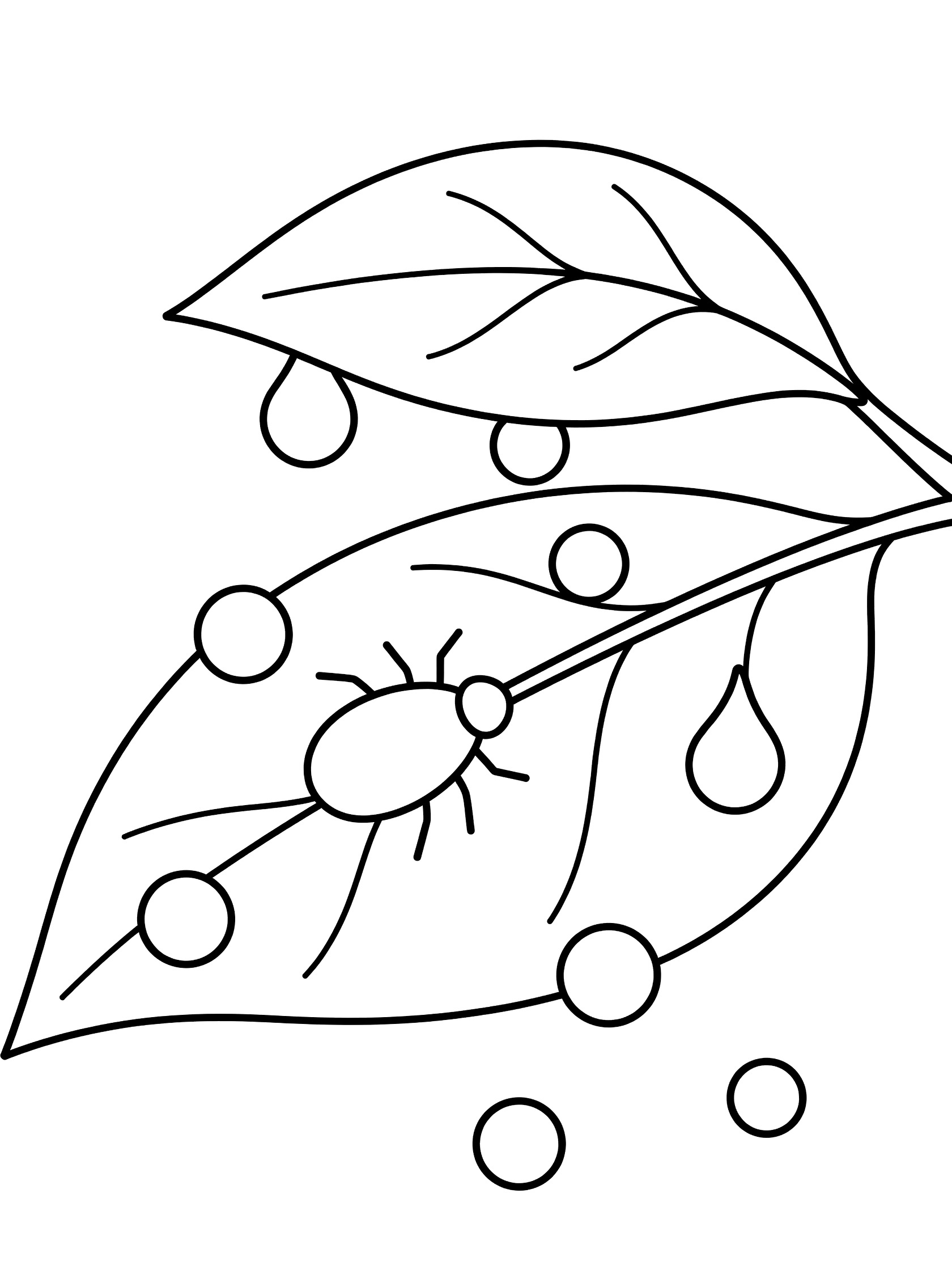 Black and white line art coloring page showing a spider on a large leaf with several round droplets on the leaf surface. Aphid themed black and white printable line art