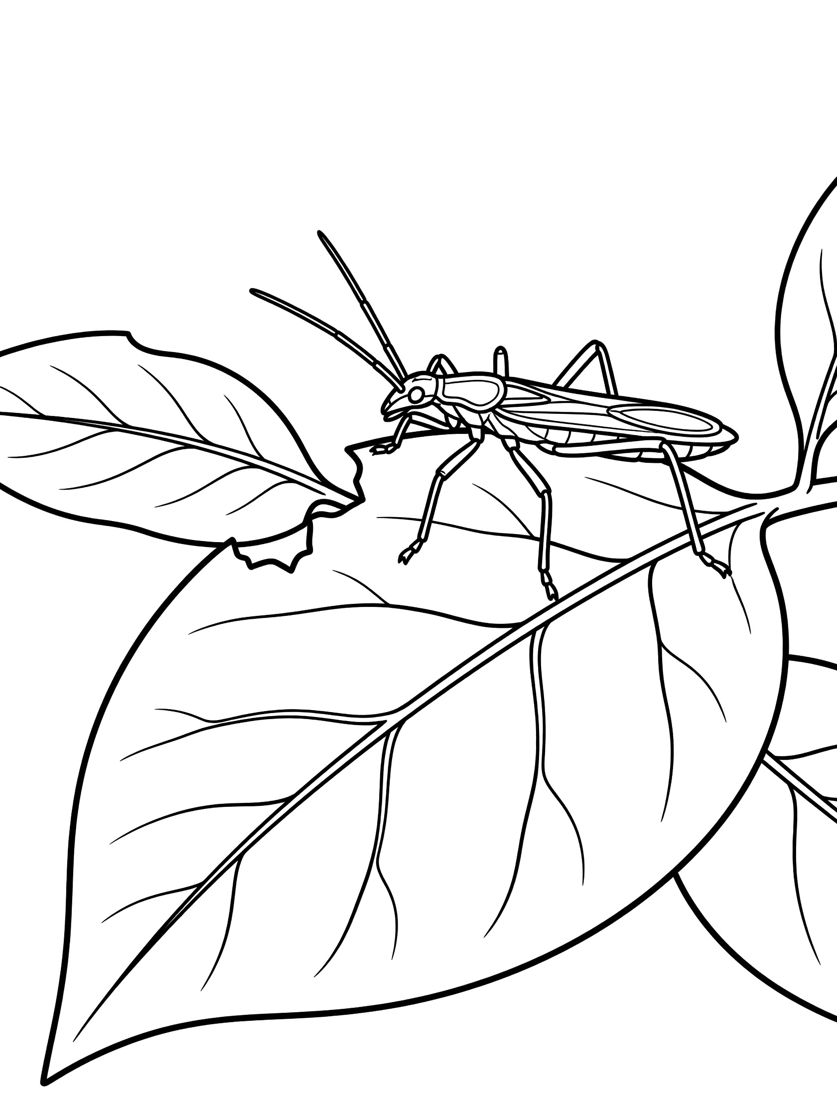 Black and white coloring page of a stick bug eating the edge of a big leaf with bite marks
