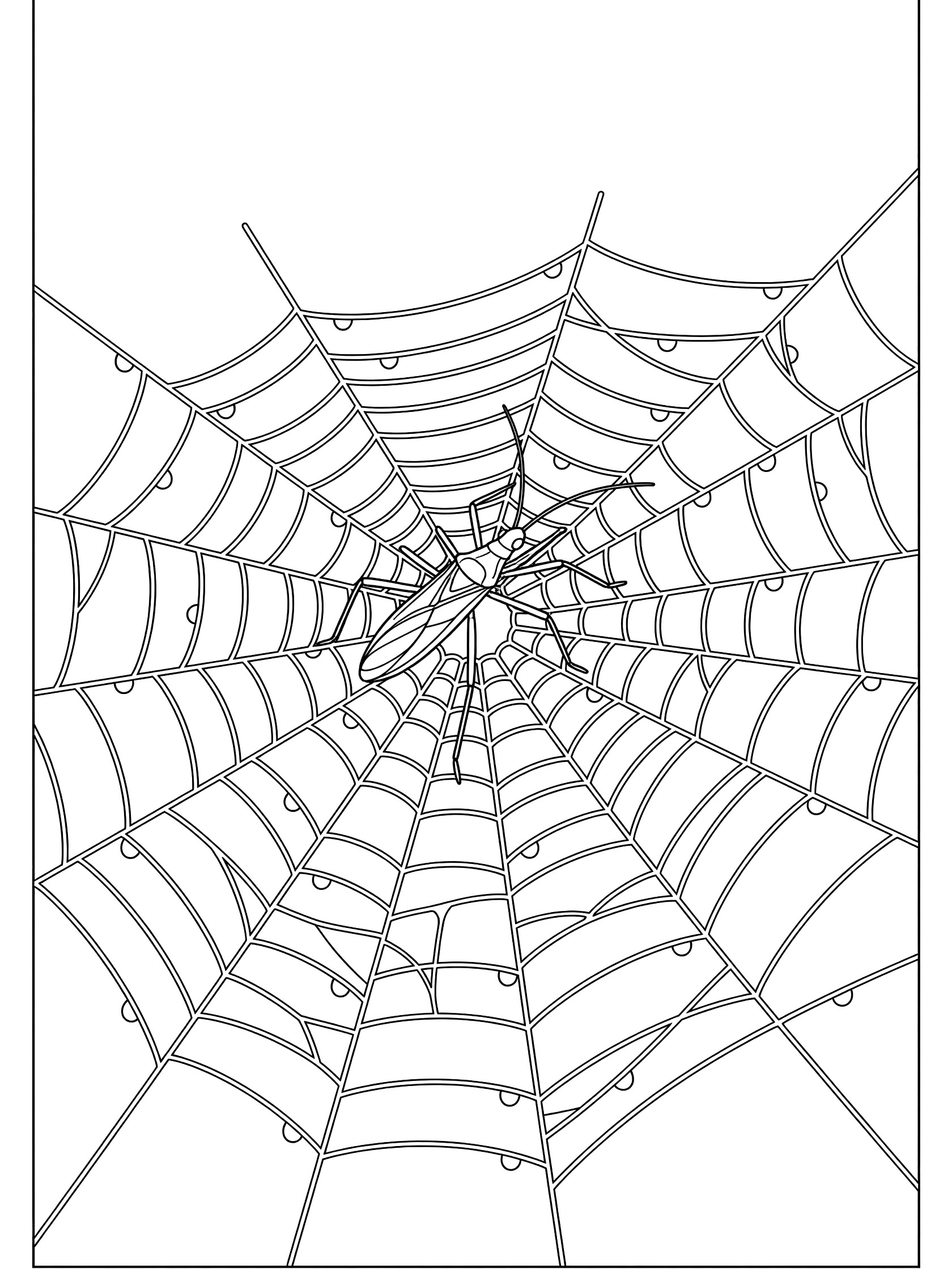 Black and white line art of a stick bug on a dewy spider web, printable coloring page