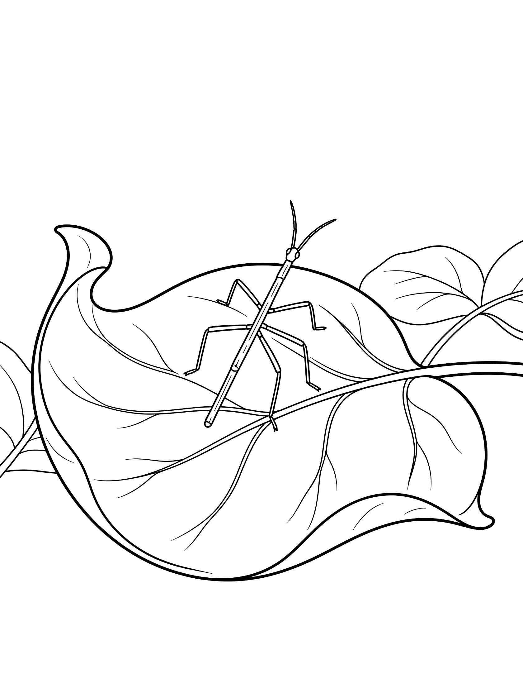 Black and white line art coloring page showing a long thin stick insect on a curly leaf with veins and small side leaves. Stick Bug themed black and white printable line art