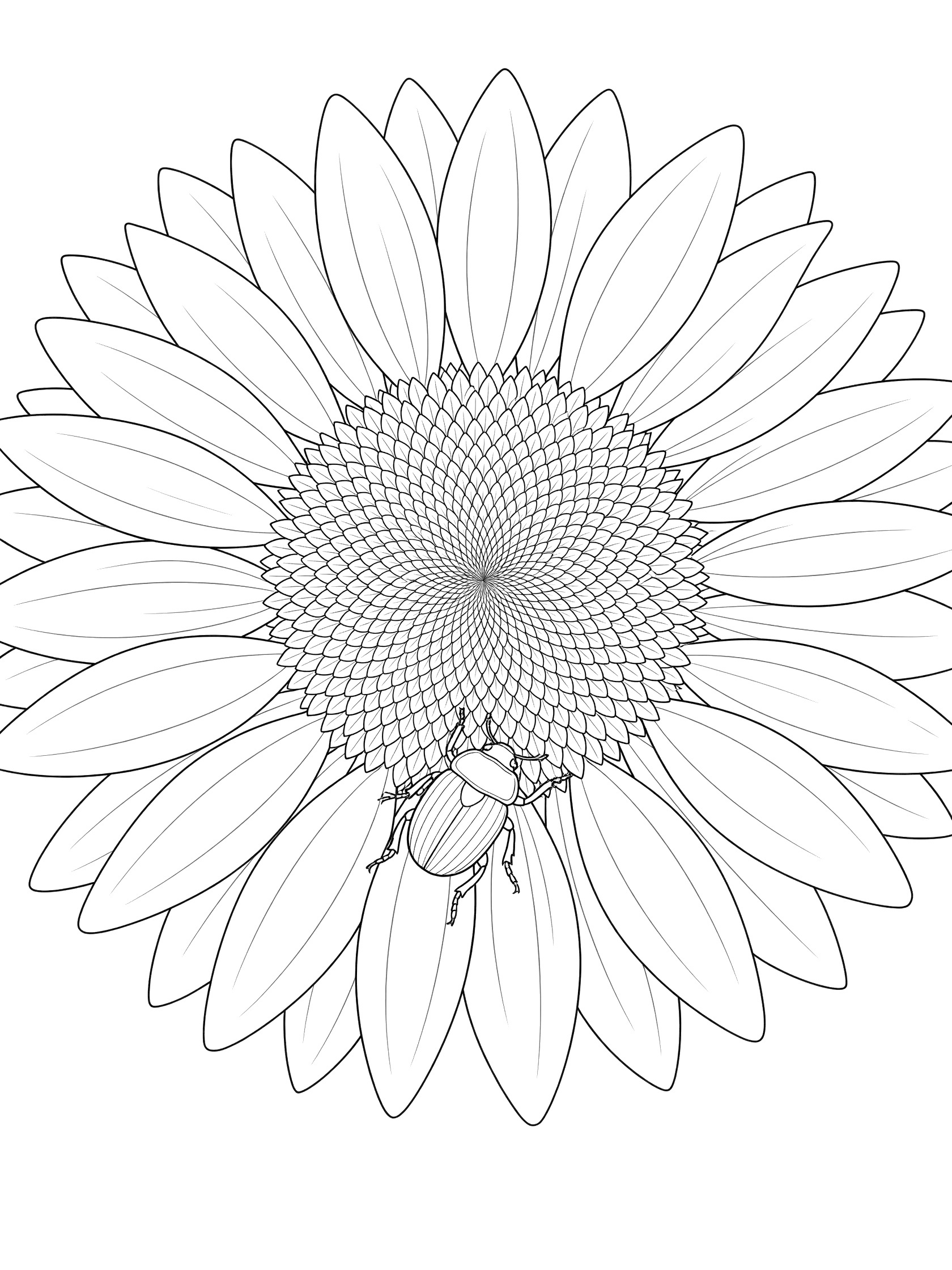Black and white line art coloring page showing a large sunflower with many petals and a detailed center full of seeds, plus a beetle crawling on one petal.