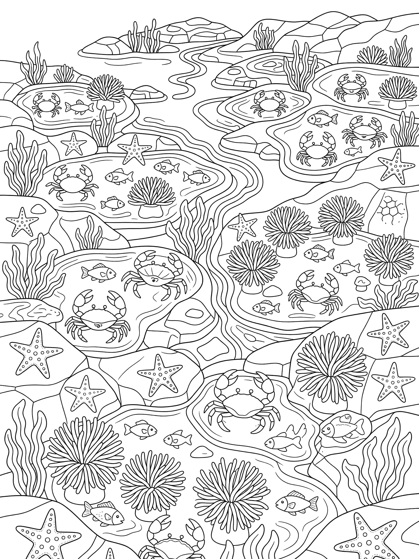 Black and white line art coloring page showing tide pools filled with crabs, starfish, spiky sea anemones, small fish swimming, rocks and wavy seaweed. Waimea Bay themed black and white printable line art