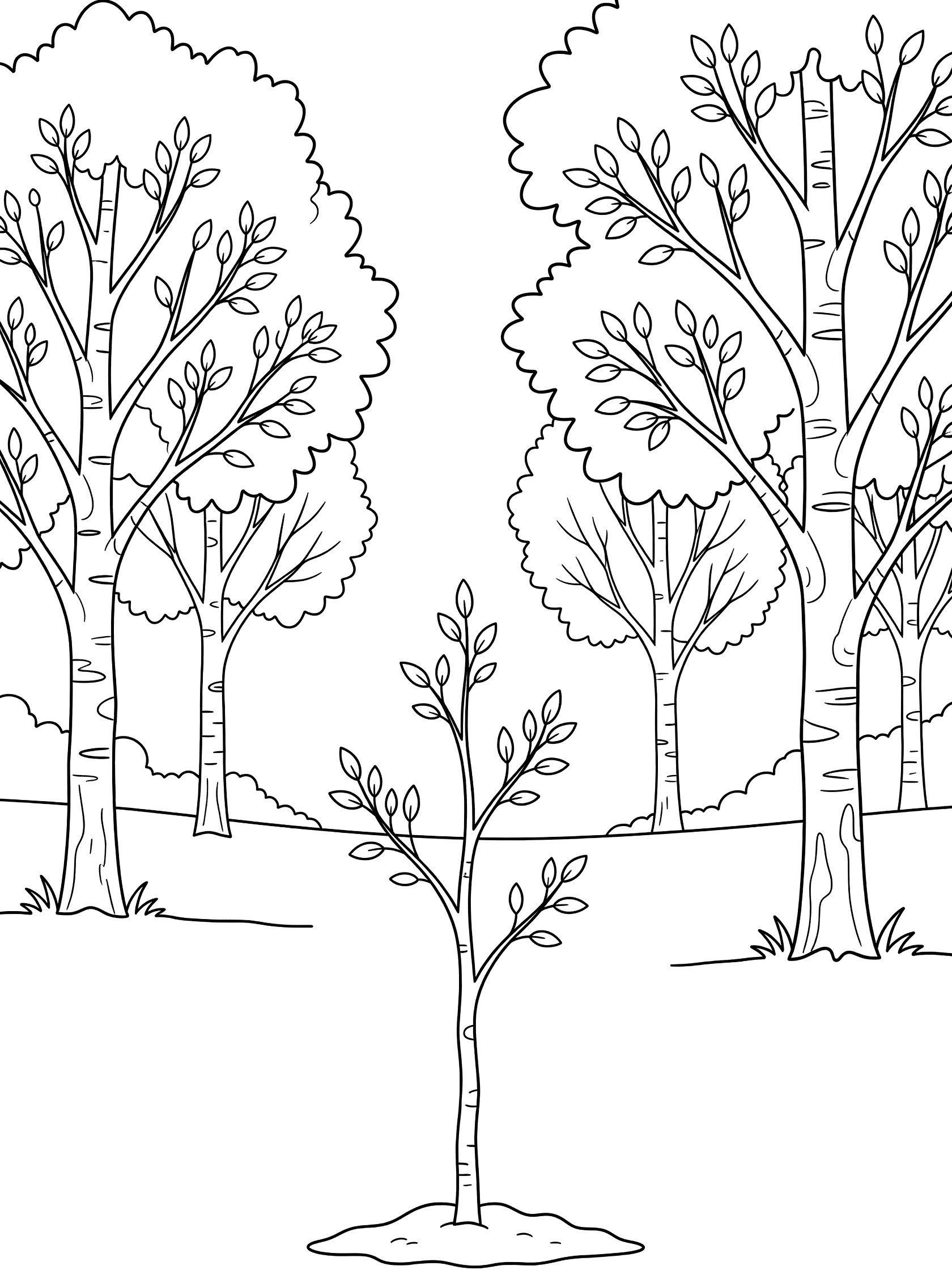 Black and white line art coloring page showing a young birch tree sapling with slim trunk and leaves in front of several larger birch trees with white trunks and branches on a simple ground.