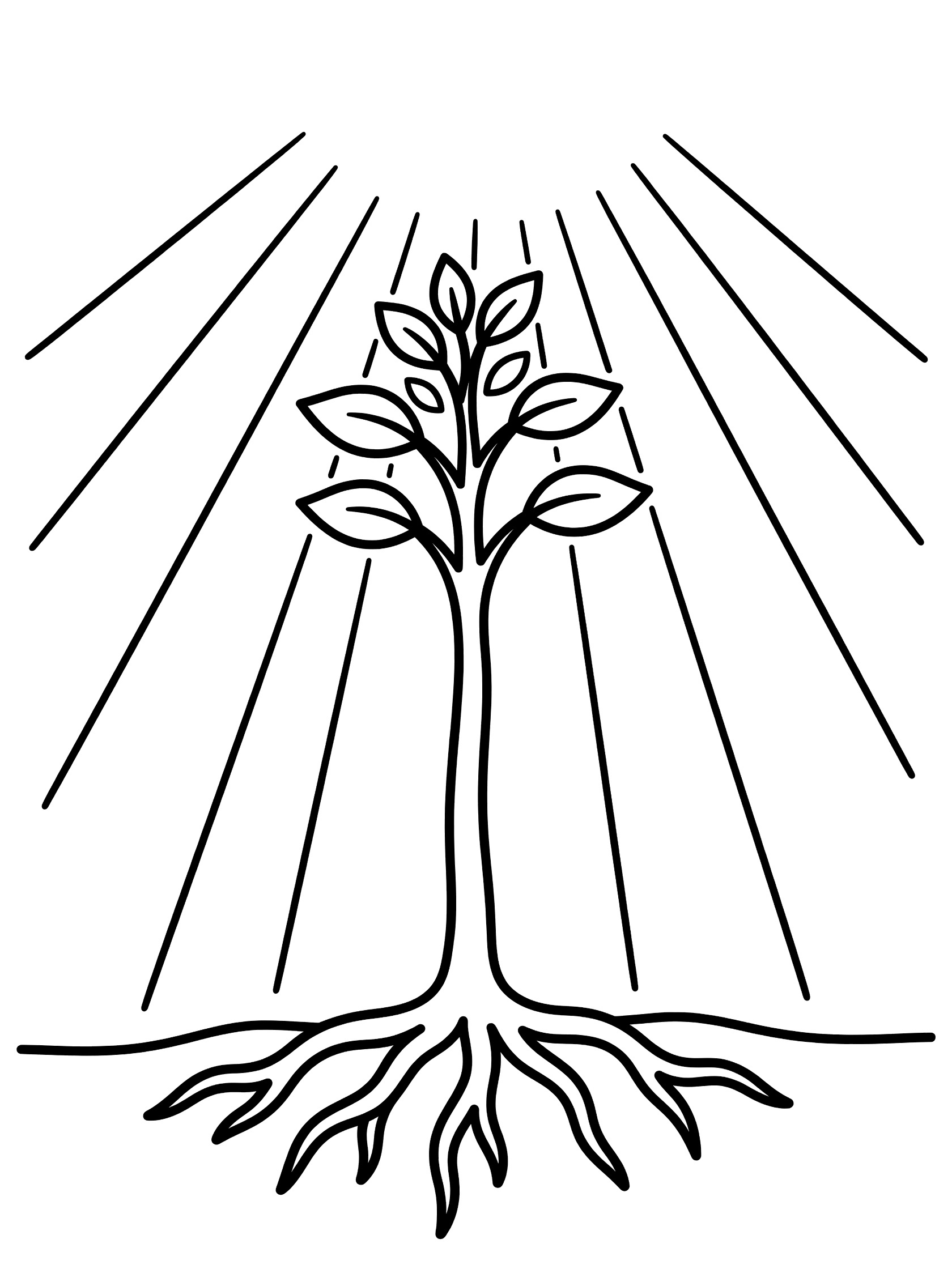 Black and white line drawing of a young tree sapling with unfurling leaves at the top, visible roots in soil, and sun rays beaming from above. Sequoia Tree themed black and white printable line art