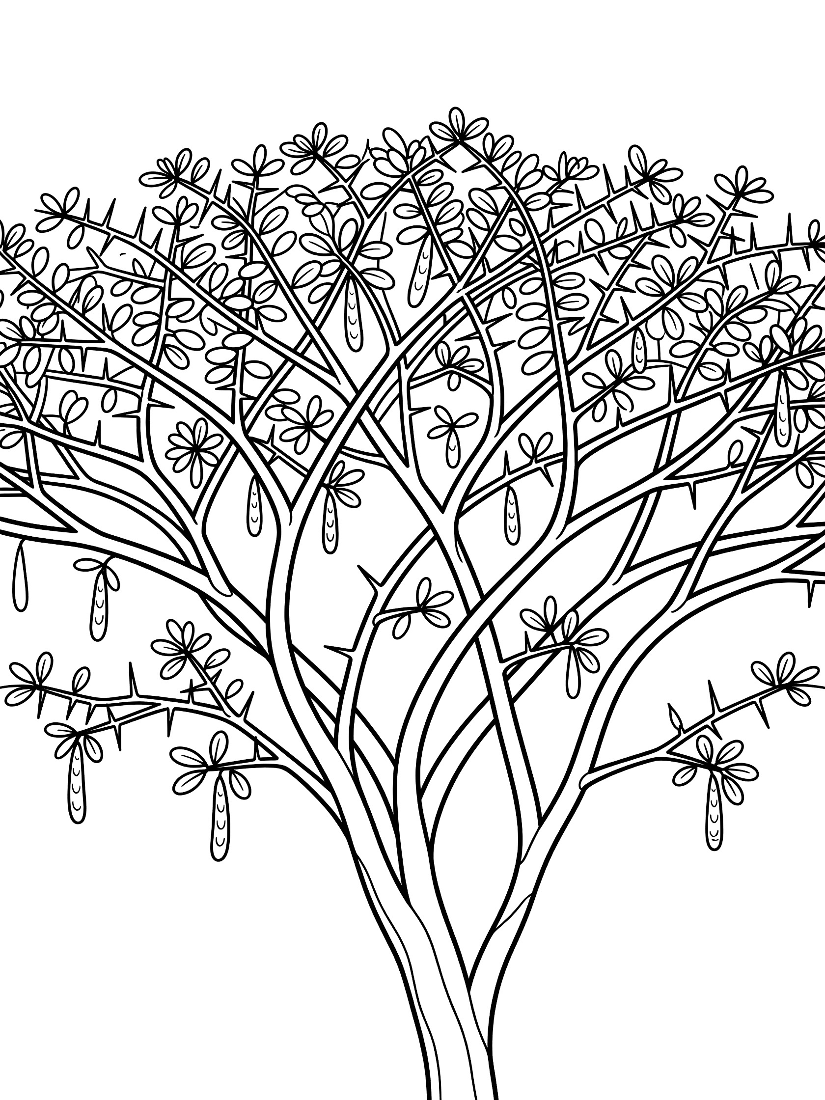 Black and white line art coloring page showing a tree with thorny branches, clustered leaves, and small pods hanging from twigs on a white background. Umbrella Thorn Acacia Tree themed black and white printable line art