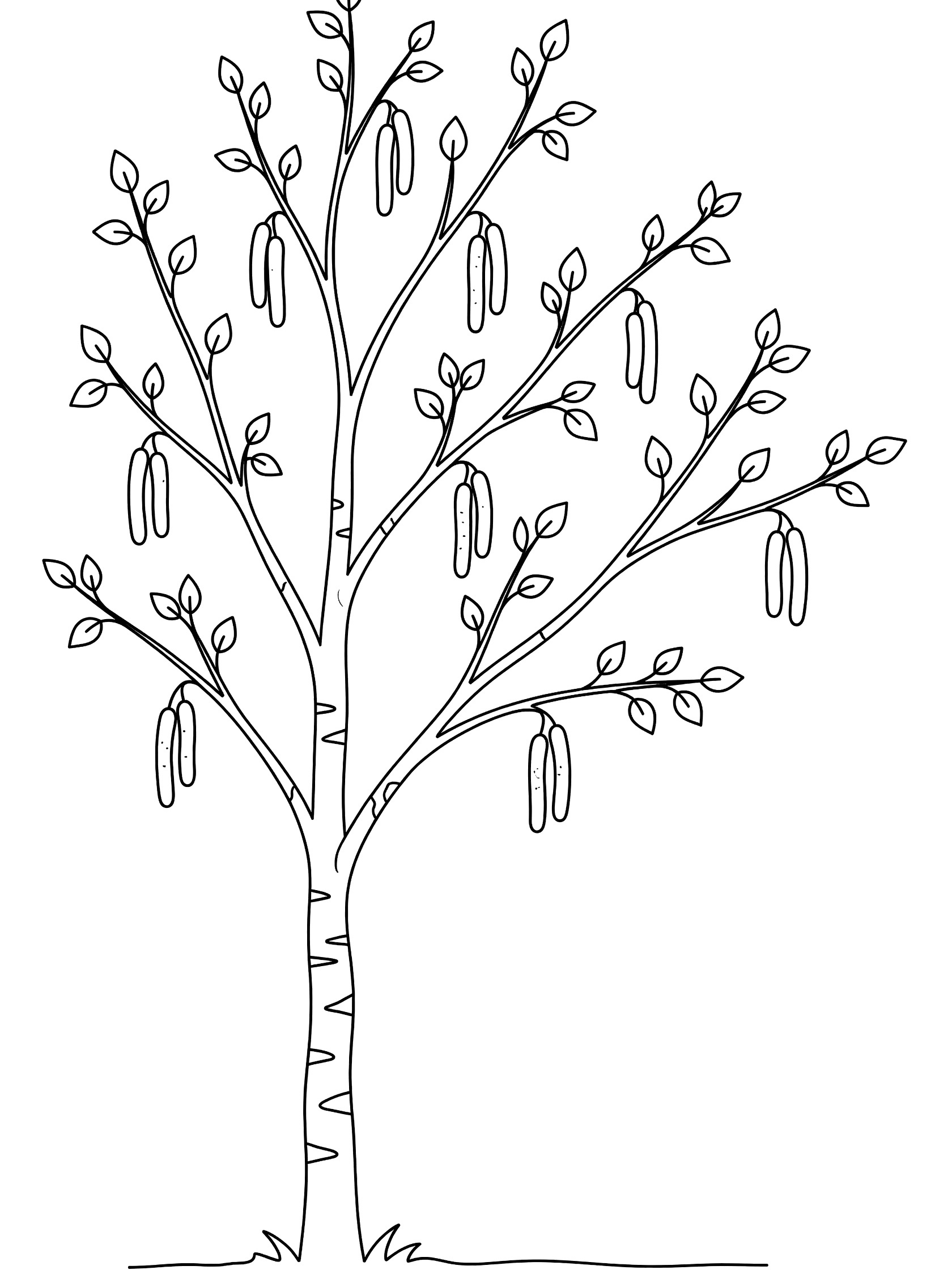 Black and white line drawing of a tree with textured bark, budding triangular leaves on slim branches, and long hanging seed pods. Birch Tree themed black and white printable line art