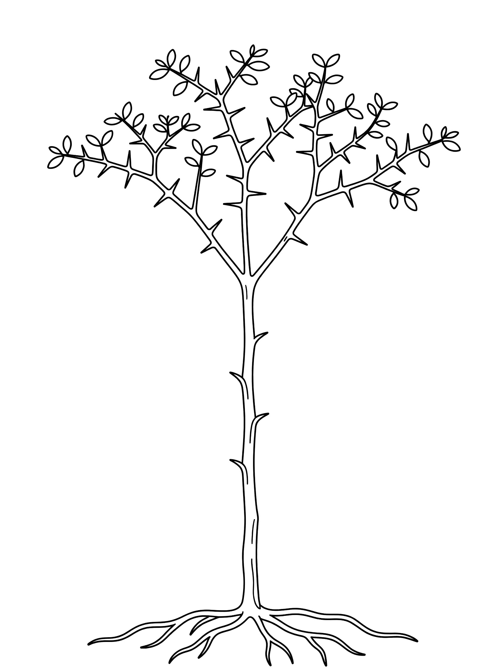 Black and white line drawing of a young tree with spreading thorny branches, small leaves, straight trunk, and exposed roots on white background. Umbrella Thorn Acacia Tree themed black and white printable line art