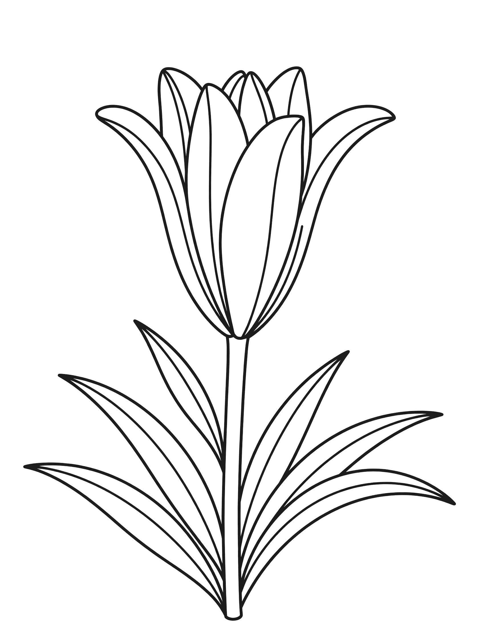 Black and white coloring page of a tulip flower with layered petals, sturdy stem, and long leaves. Lily themed black and white printable line art