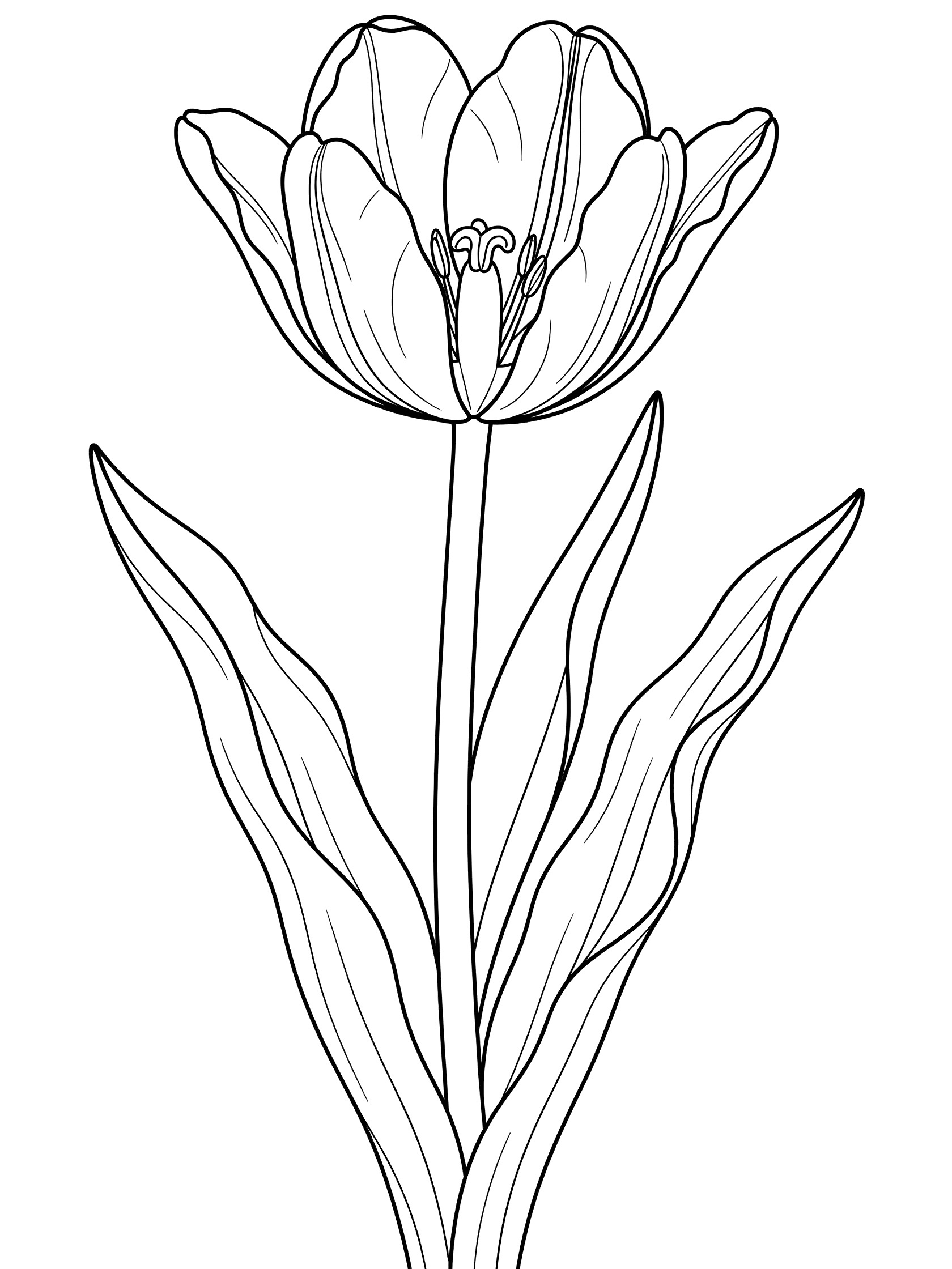 Black and white line art of a tulip flower with open petals, detailed center, long stem, and wavy leaves on a white background.