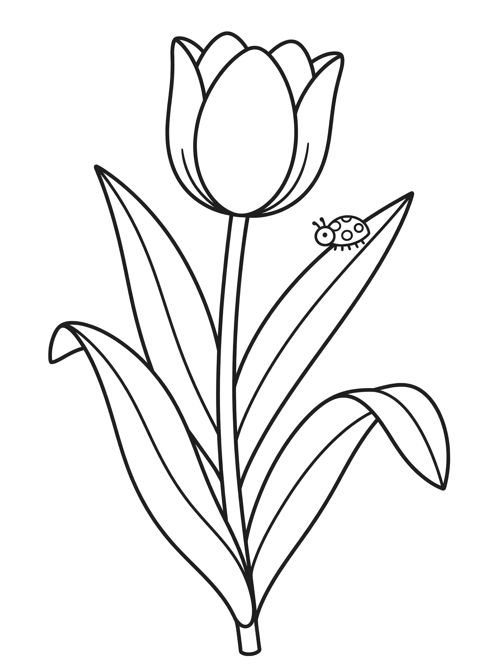 Black and white line drawing of a tulip flower on a stem with broad leaves and a ladybug crawling on one leaf near the flower head.