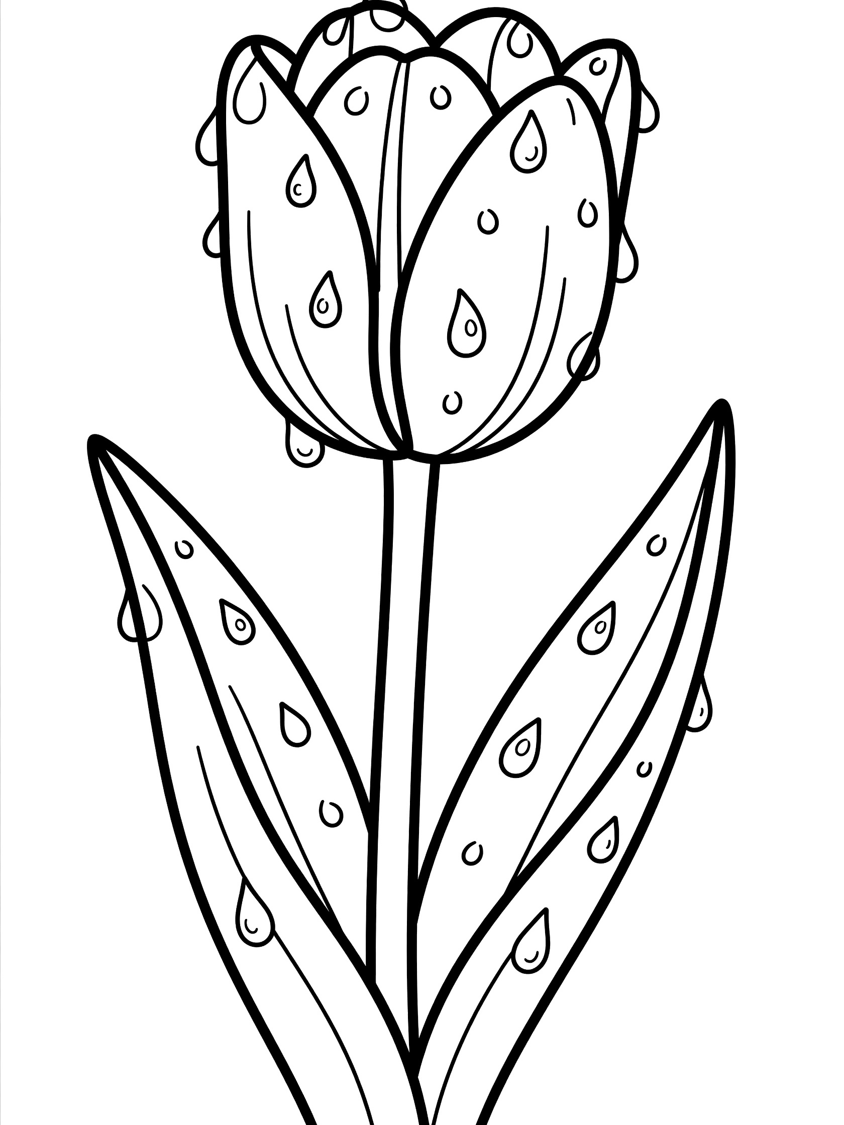 Black and white line drawing of a tulip flower with round water drops on its petals, leaves, and stem for kids coloring page