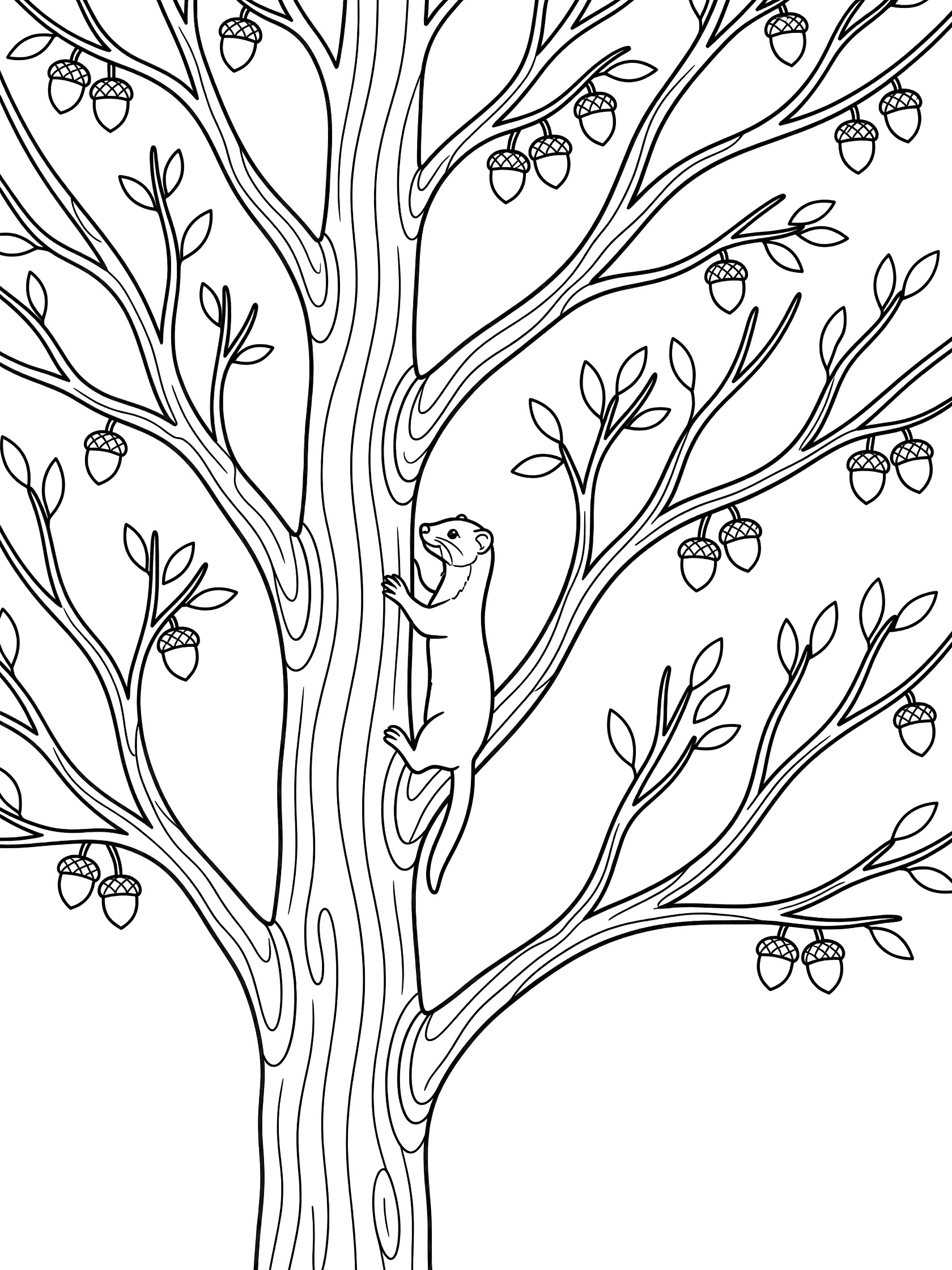 Black and white line art coloring page showing a weasel climbing up a tall tree with acorns hanging from branches, twigs and leaves in forest setting