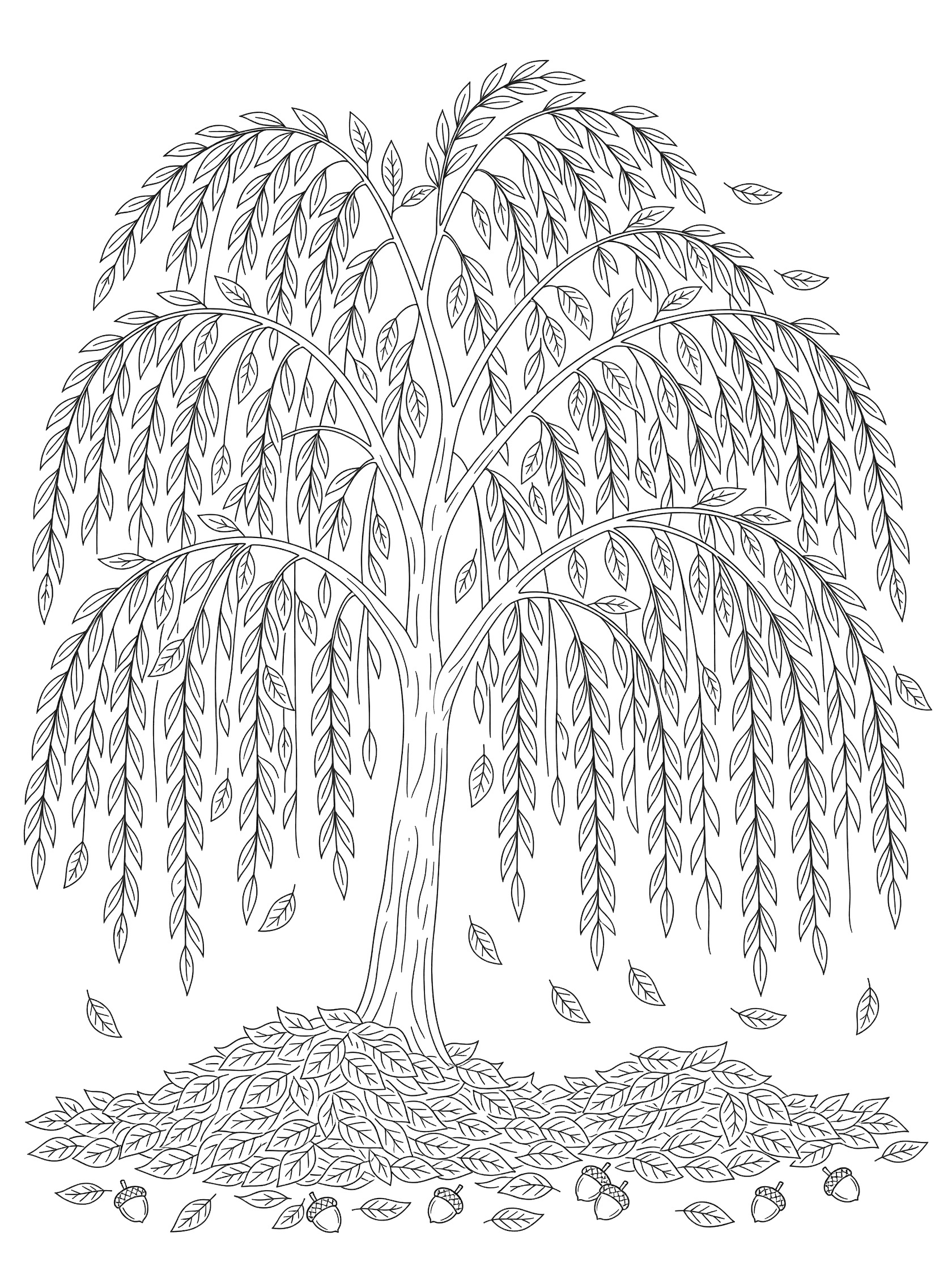 Black and white coloring page of a willow tree with cascading branches, scattered fallen leaves, and acorns on the ground.