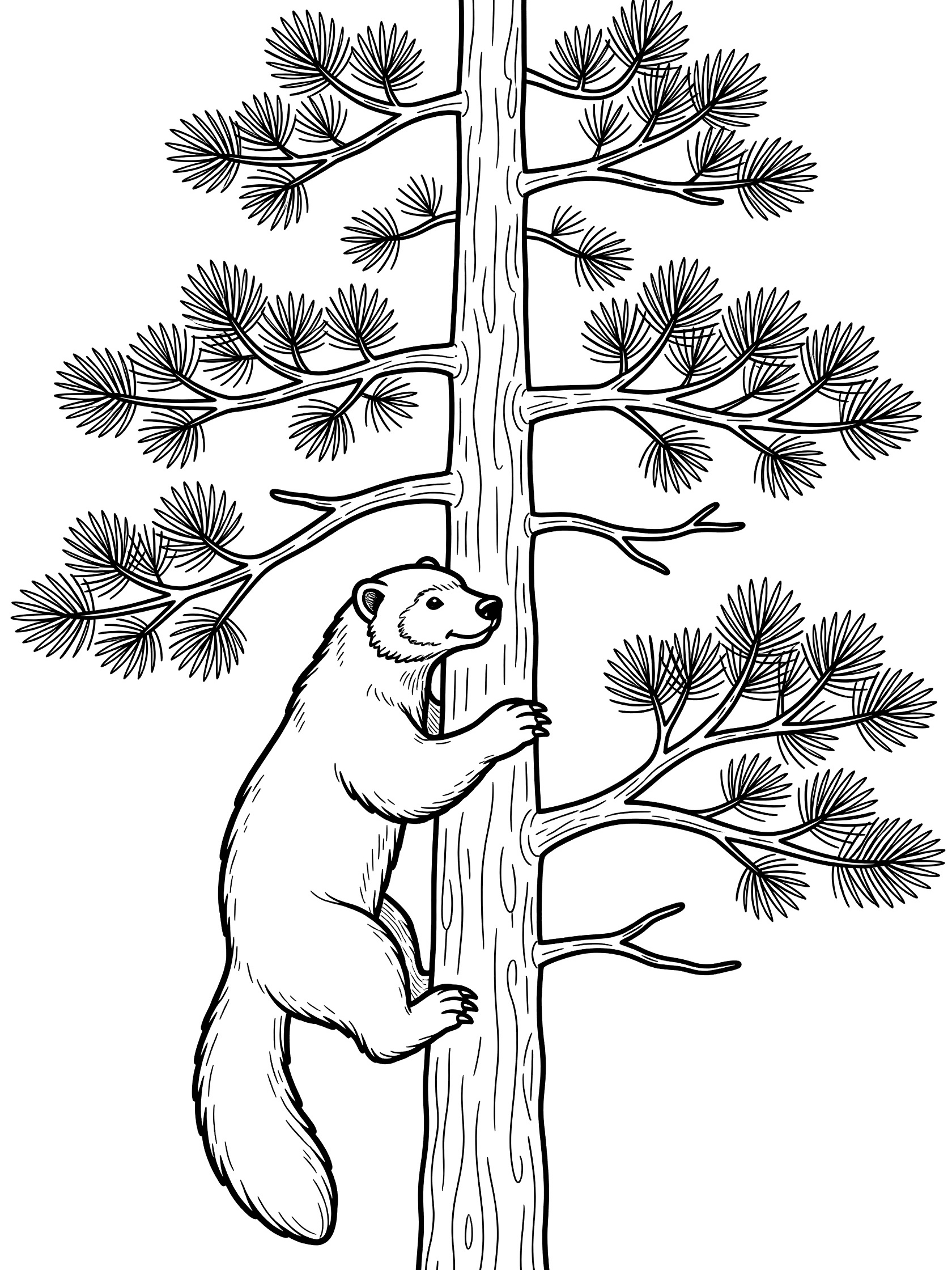 Black and white line art coloring page showing a wolverine gripping a pine tree trunk with claws, bushy tail curled, surrounded by pine branches and needles.