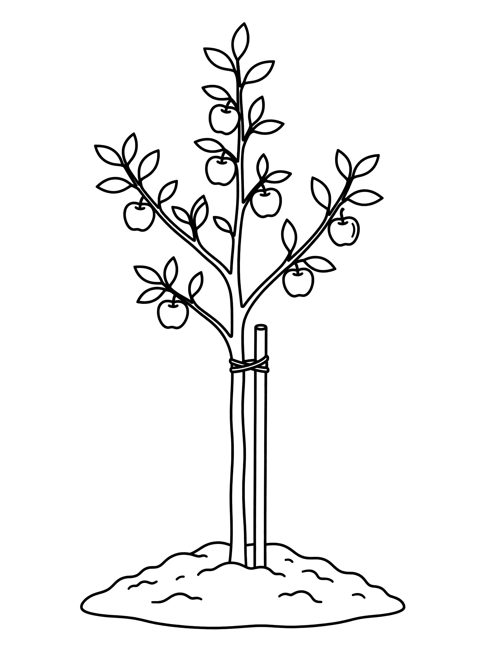 Black and white line drawing of a young apple tree sapling with straight slim trunk, small branches with tiny apples and leaves, tied to a support stake, on a mound of soil.