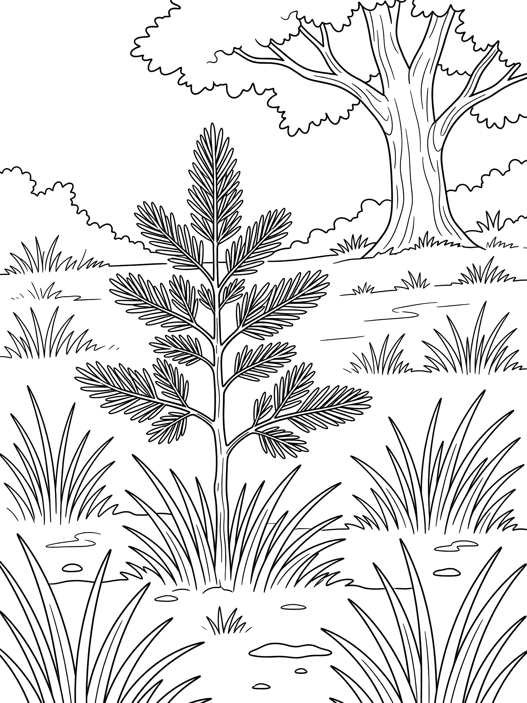 Black and white line drawing of a small fern plant with feathery fronds in tall grass tufts, next to a large tree with bushy leaves, coloring book style. Cedar Tree themed black and white printable line art